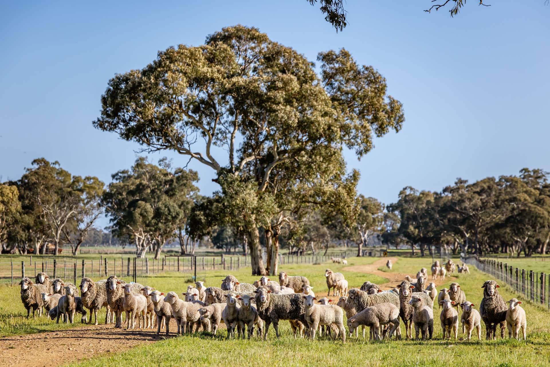 968 Crooked Lane, Bool Lagoon For Sale by Farmbuy.com - image 5