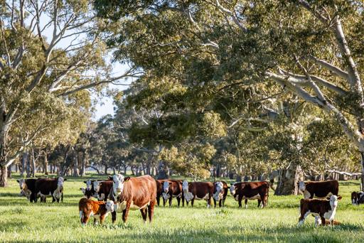968 Crooked Lane, Bool Lagoon SA 5271
