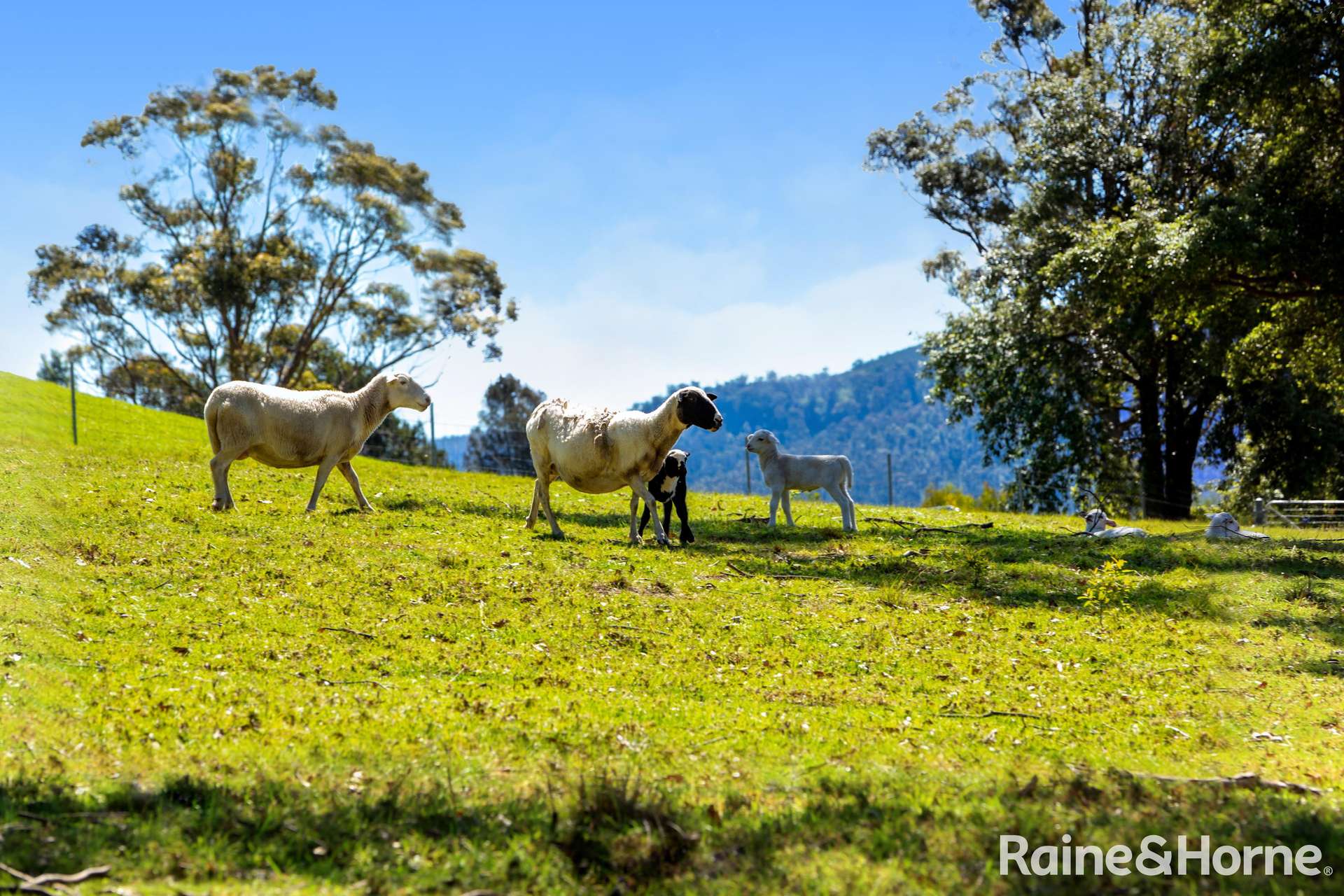 271 Tallowa Dam Road, Kangaroo Valley For Sale by Farmbuy.com - image 10