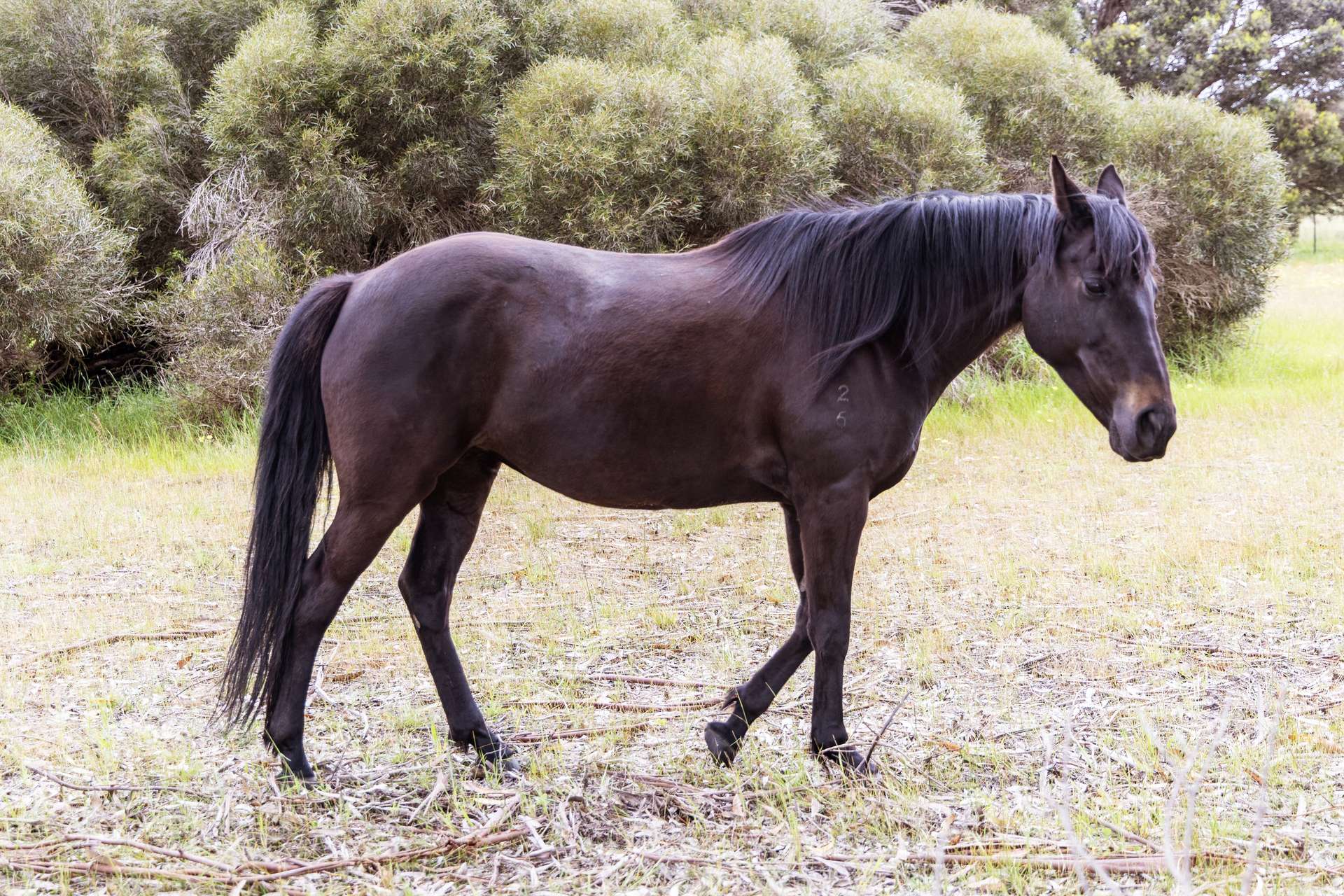 29 Min Oil Road, Nepean Bay For Sale by Farmbuy.com - image 12