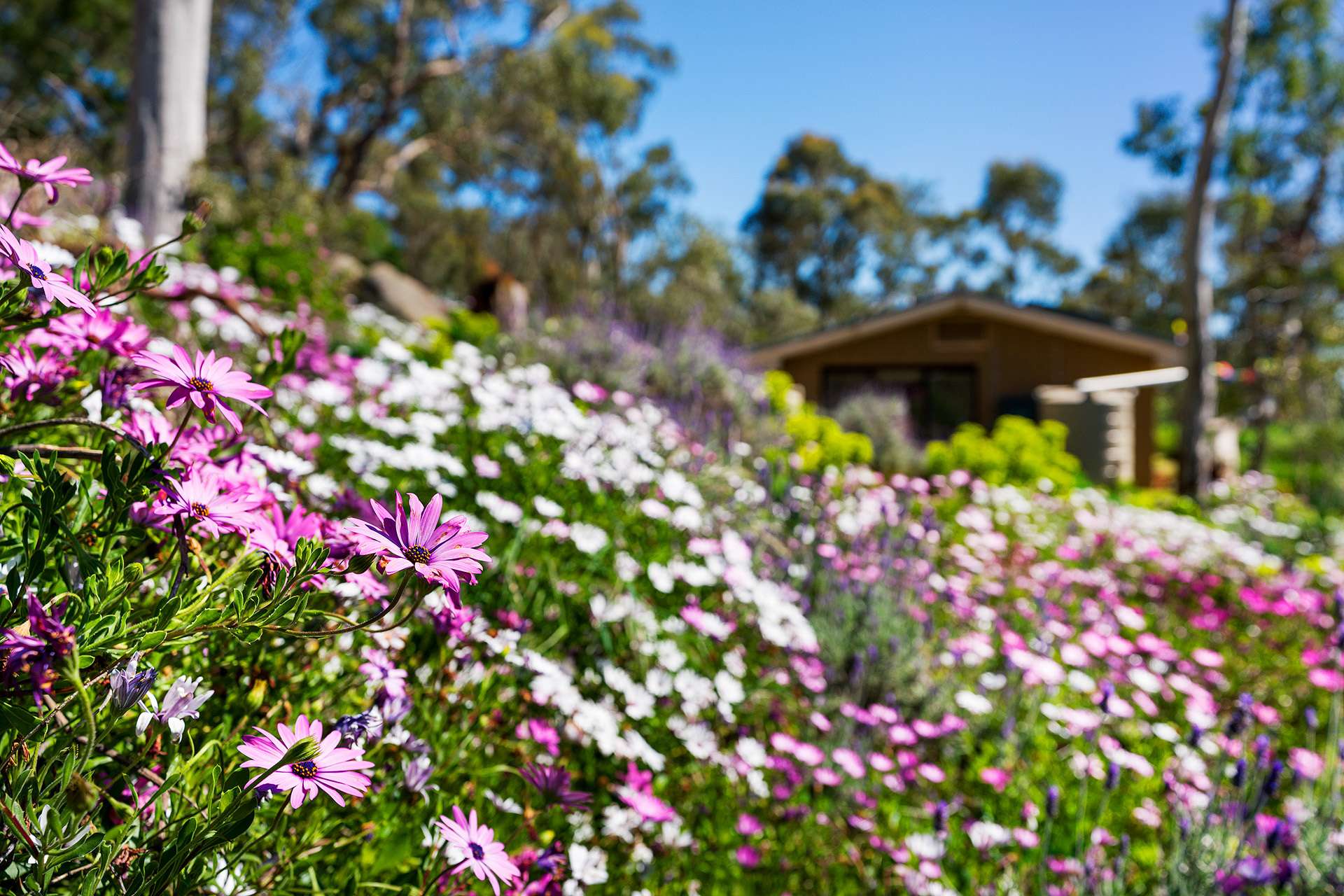 382 Specimen Gully Road, Faraday For Sale by Farmbuy.com - image 18