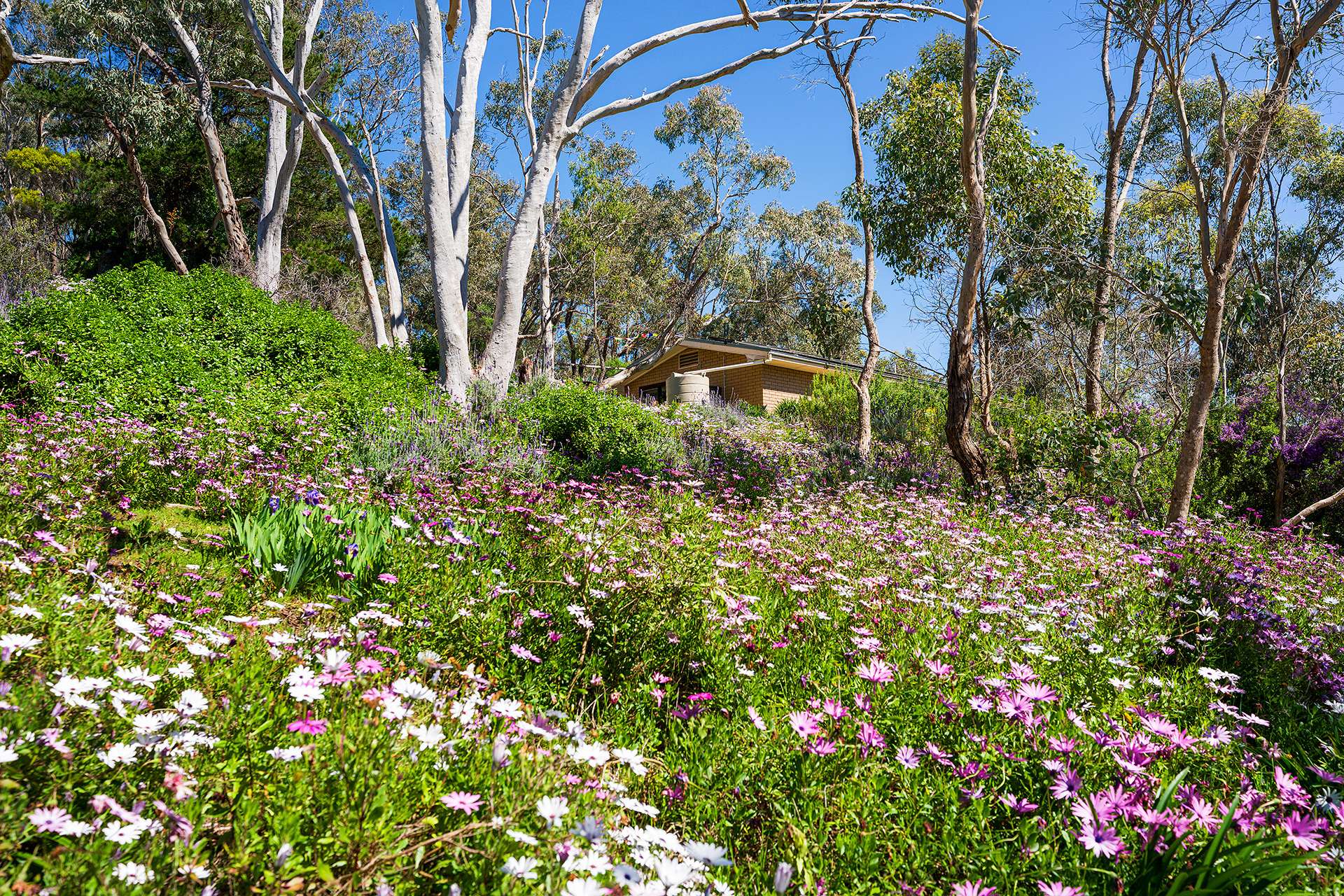 382 Specimen Gully Road, Faraday For Sale by Farmbuy.com - image 17