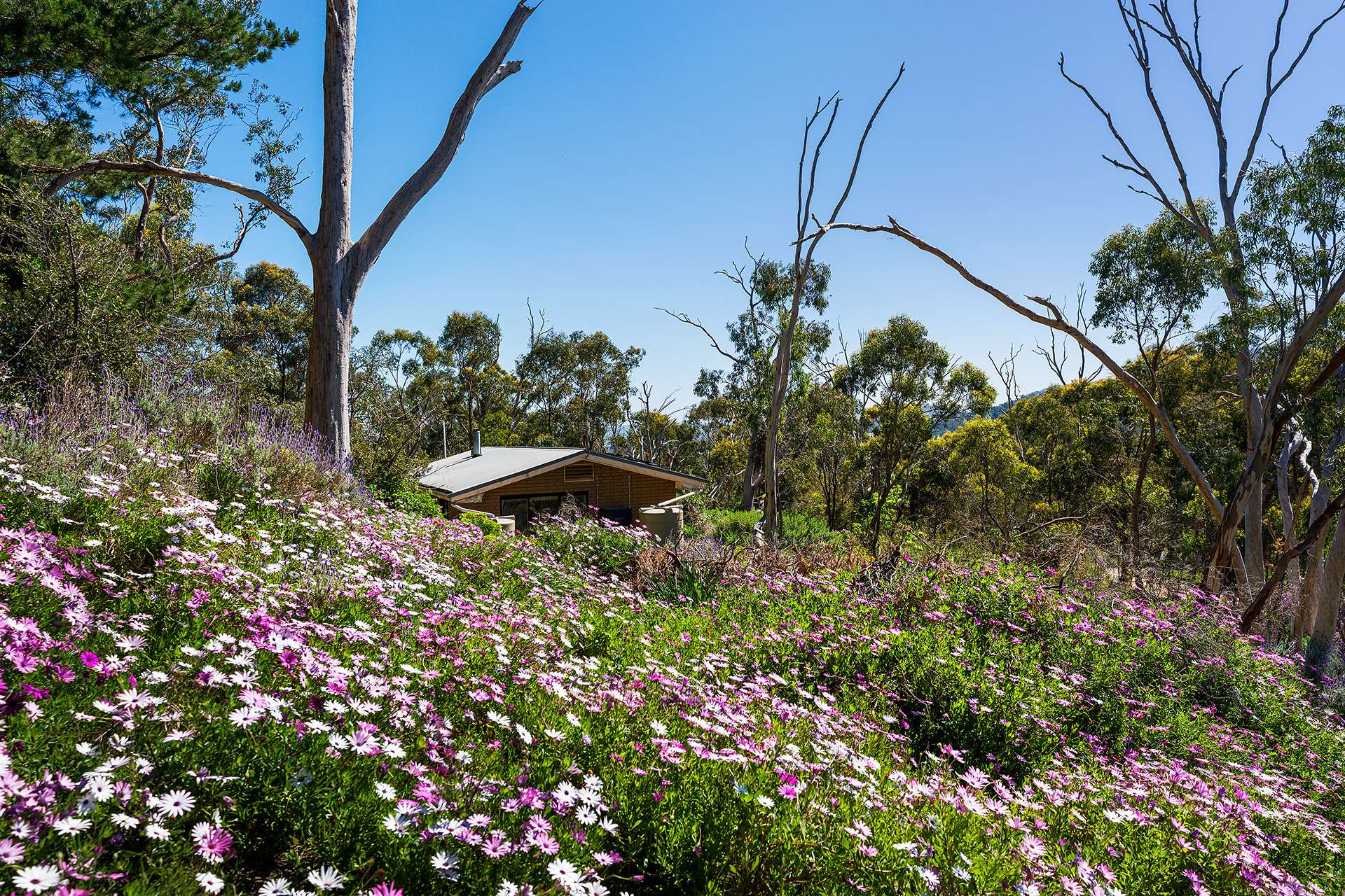 382 Specimen Gully Road, Faraday For Sale by Farmbuy.com - image 13