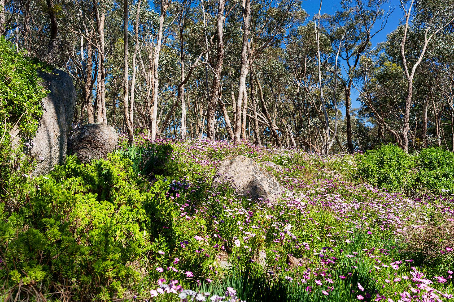 382 Specimen Gully Road, Faraday For Sale by Farmbuy.com - image 19