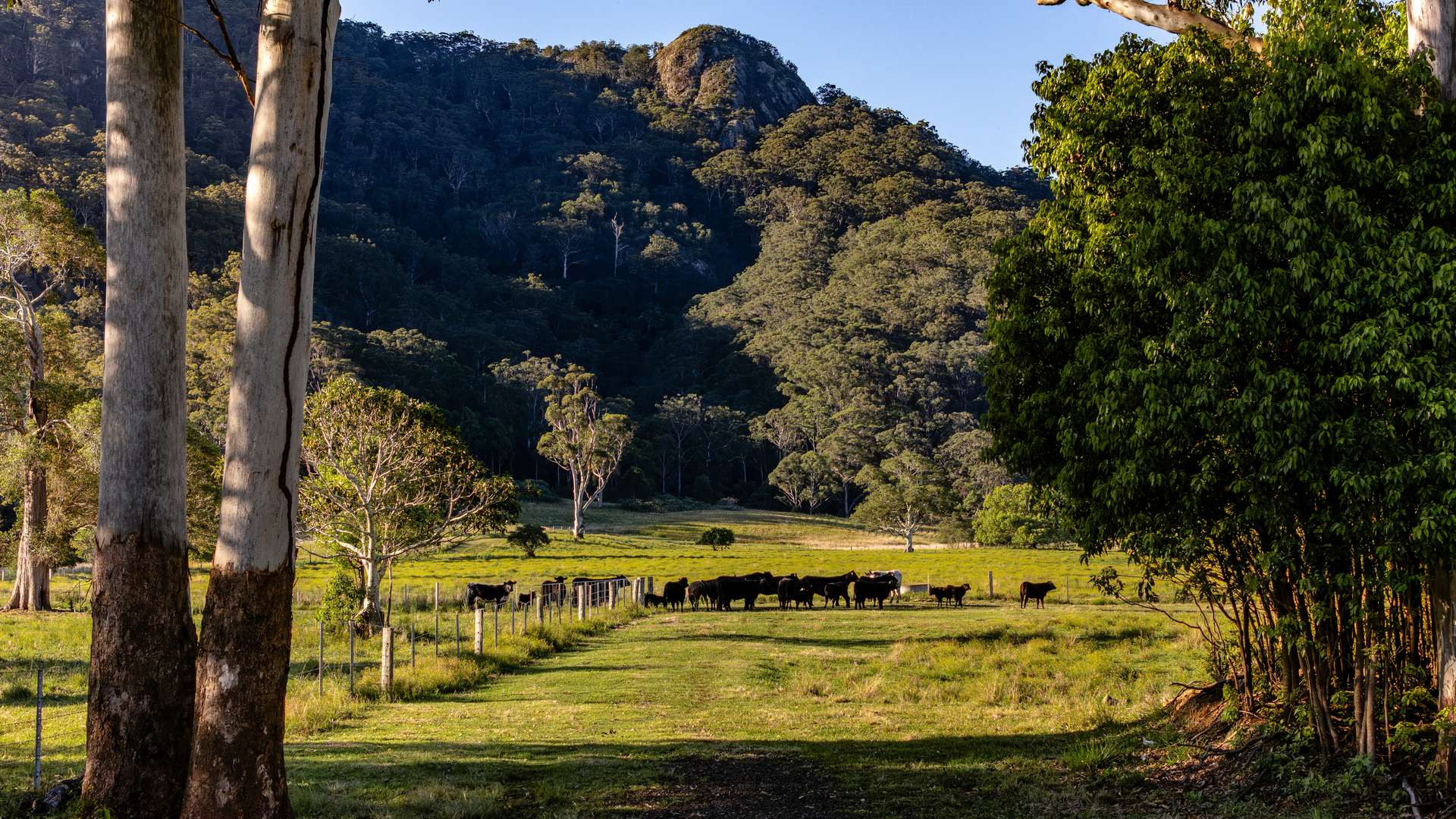 27 Riddles Brush Road, Moorland Auction by Farmbuy.com - image 2