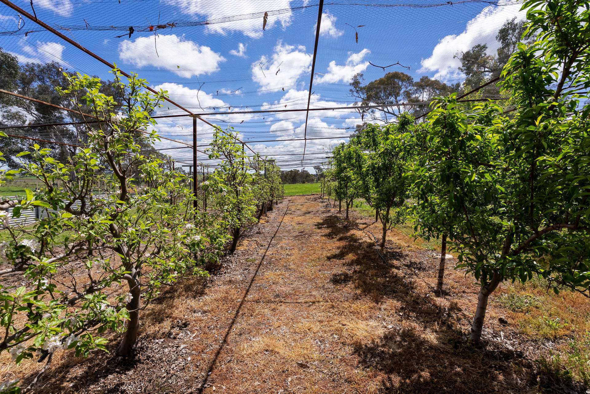 134 Lemmons Road Borenore Via, Orange Auction by Farmbuy.com - image 17