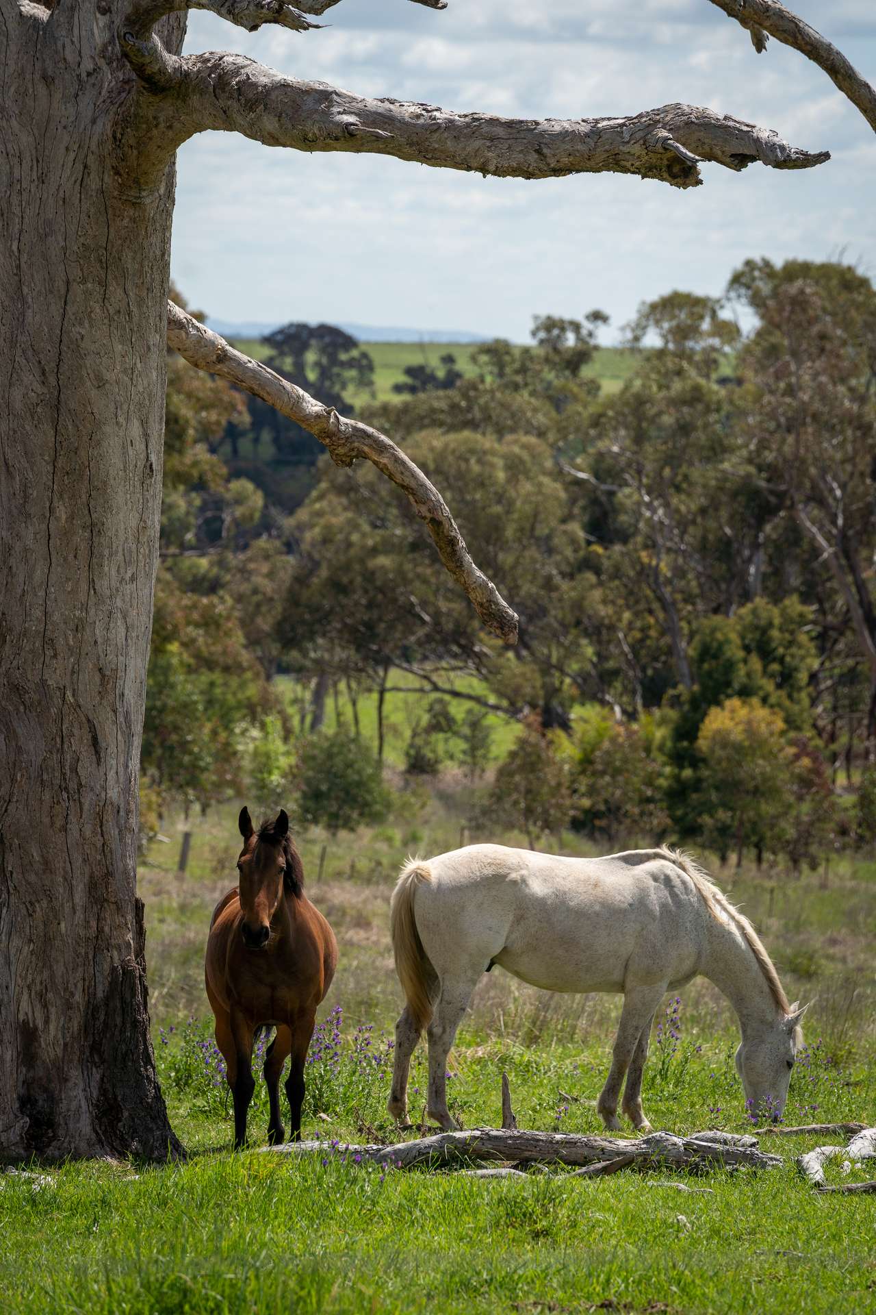 134 Lemmons Road Borenore Via, Orange Auction by Farmbuy.com - image 21