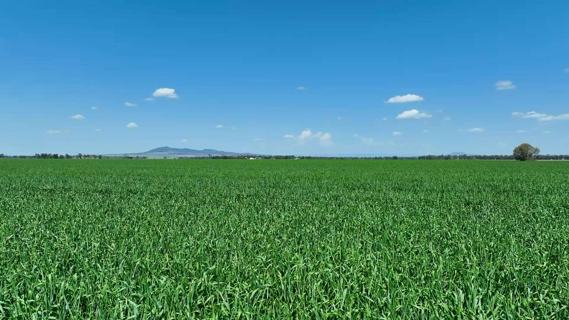 Lignum Aggregation 1822 Howes Hill Road, Spring Ridge For Sale by Farmbuy.com - image 4