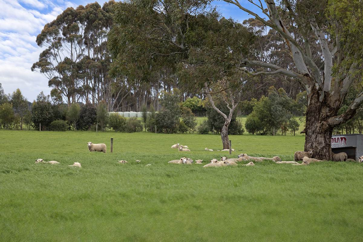 22 Thompsons Road, Hamilton For Sale by Farmbuy.com - image 26