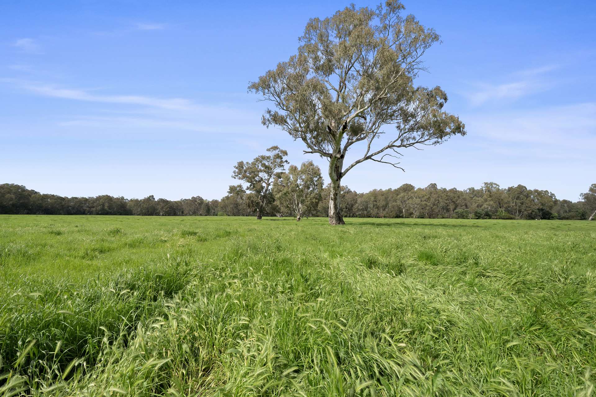 1970 Great Alpine Road, Everton For Sale by Farmbuy.com - image 19