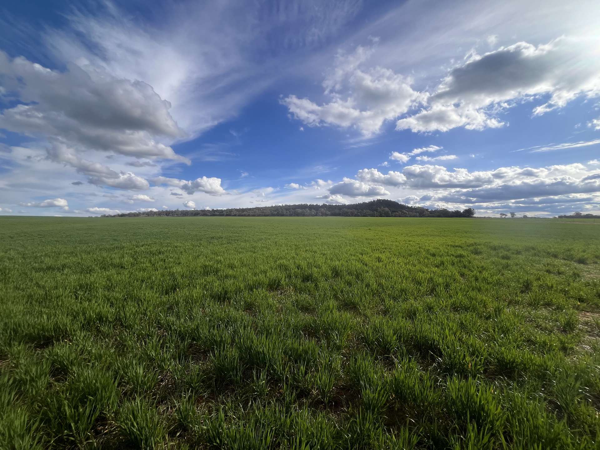 1100 Jillett Road, Ardlethan For Sale by Farmbuy.com - image 10
