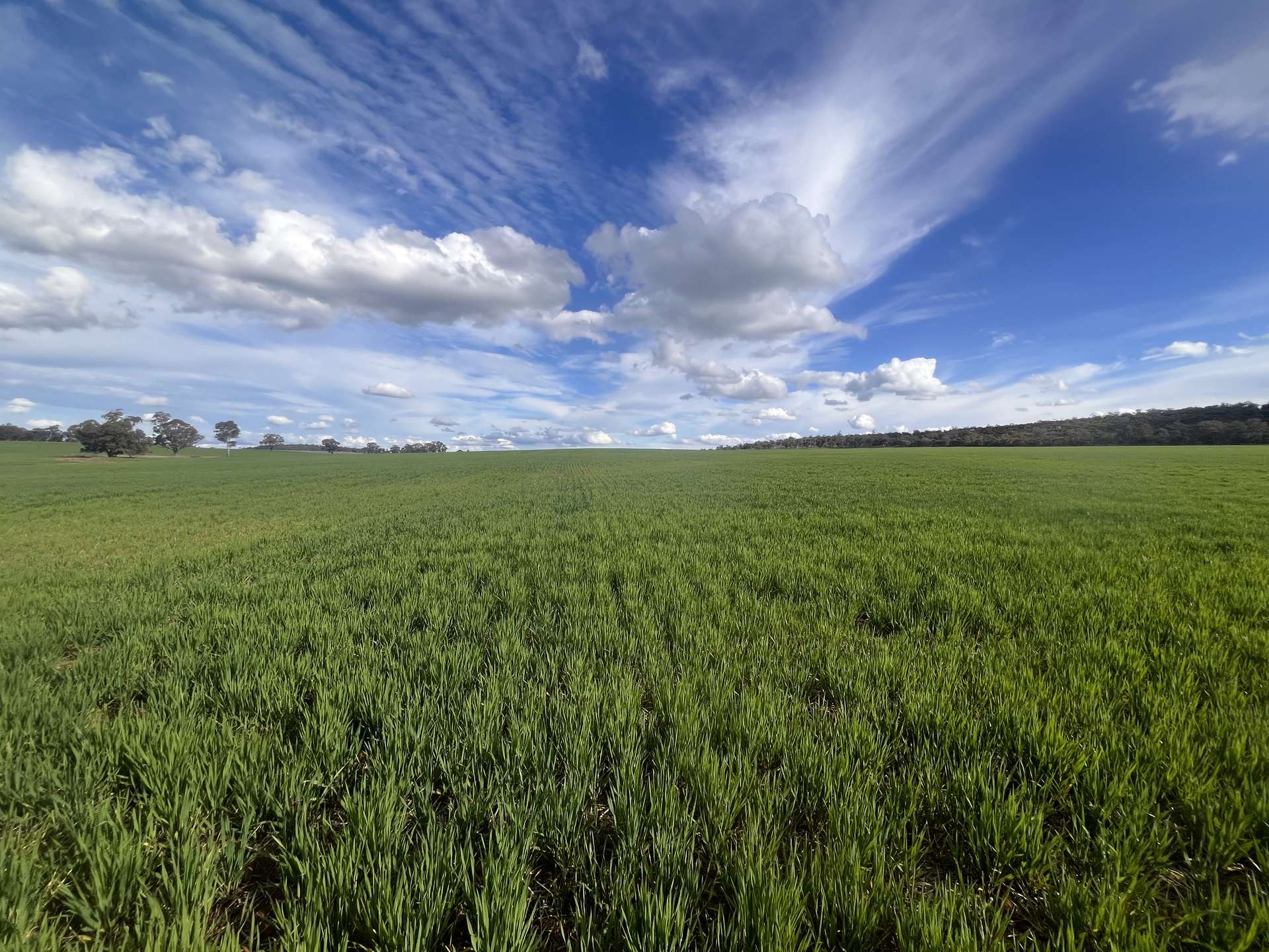 1100 Jillett Road, Ardlethan For Sale by Farmbuy.com - image 4