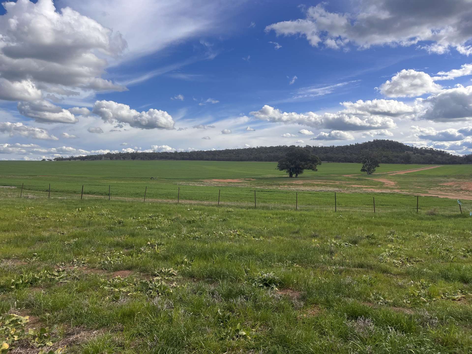 1100 Jillett Road, Ardlethan For Sale by Farmbuy.com - image 8
