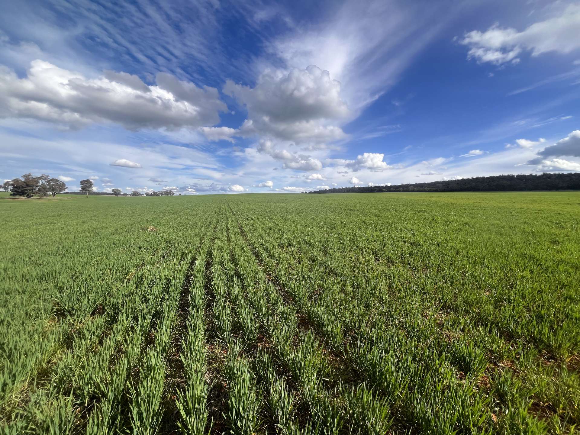 1100 Jillett Road, Ardlethan For Sale by Farmbuy.com - image 19