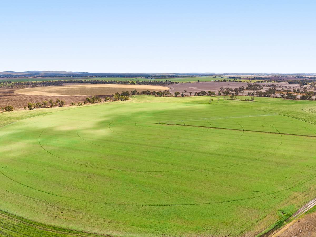 1635 Clifton Leyburn Road, Ellangowan For Sale by Farmbuy.com - image 7