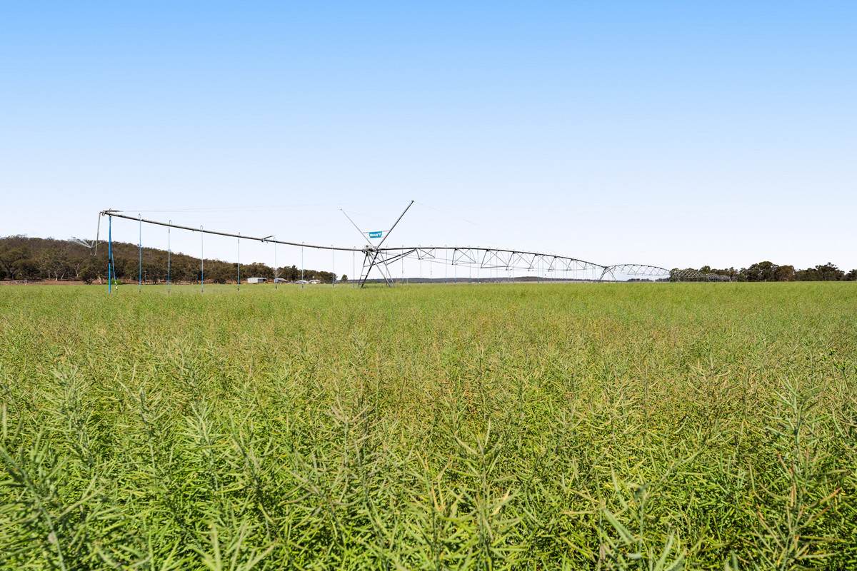 1635 Clifton Leyburn Road, Ellangowan For Sale by Farmbuy.com - image 3