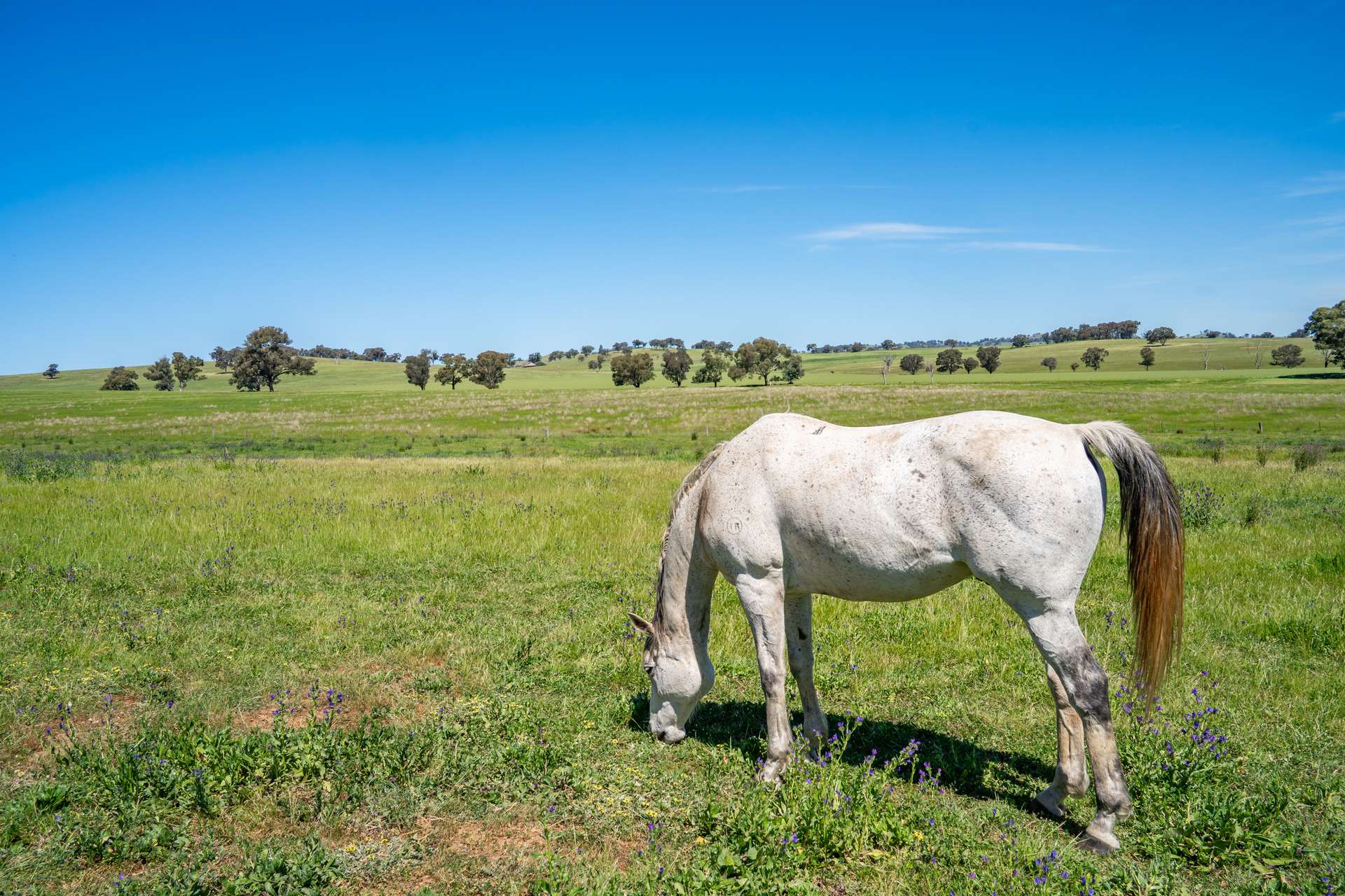 2321 George Russell Drive, Canowindra For Sale by Farmbuy.com - image 26