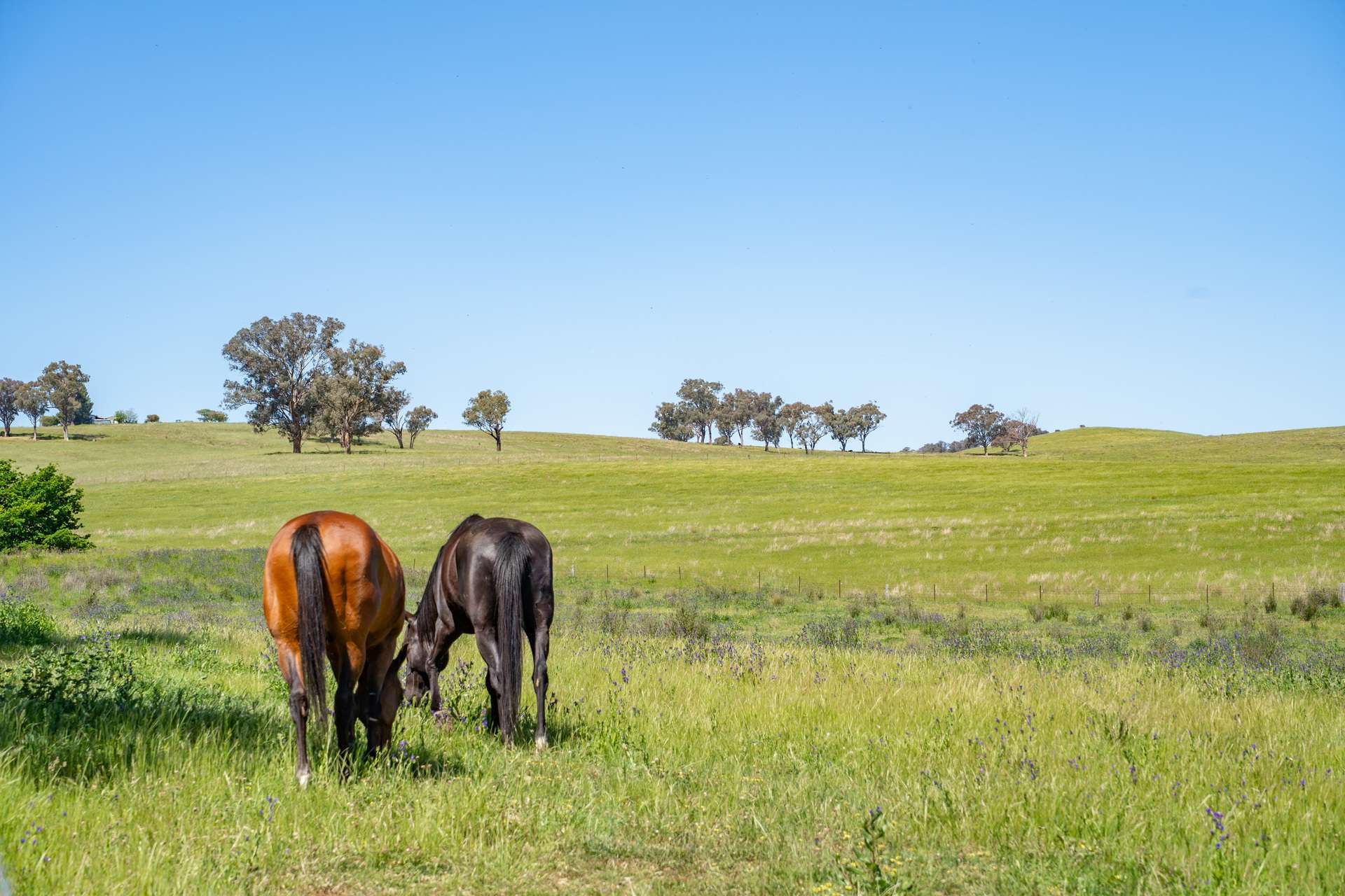 2321 George Russell Drive, Canowindra For Sale by Farmbuy.com - image 2