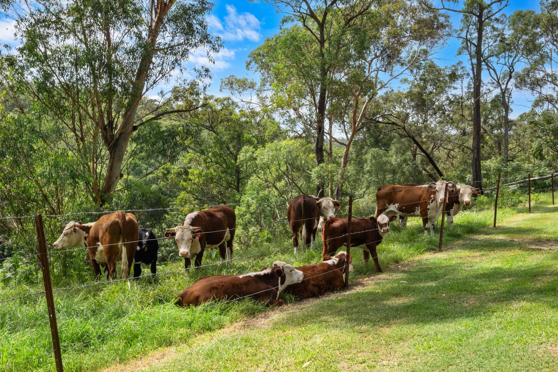 895B East Kurrajong Road, East Kurrajong For Sale by Farmbuy.com - image 34