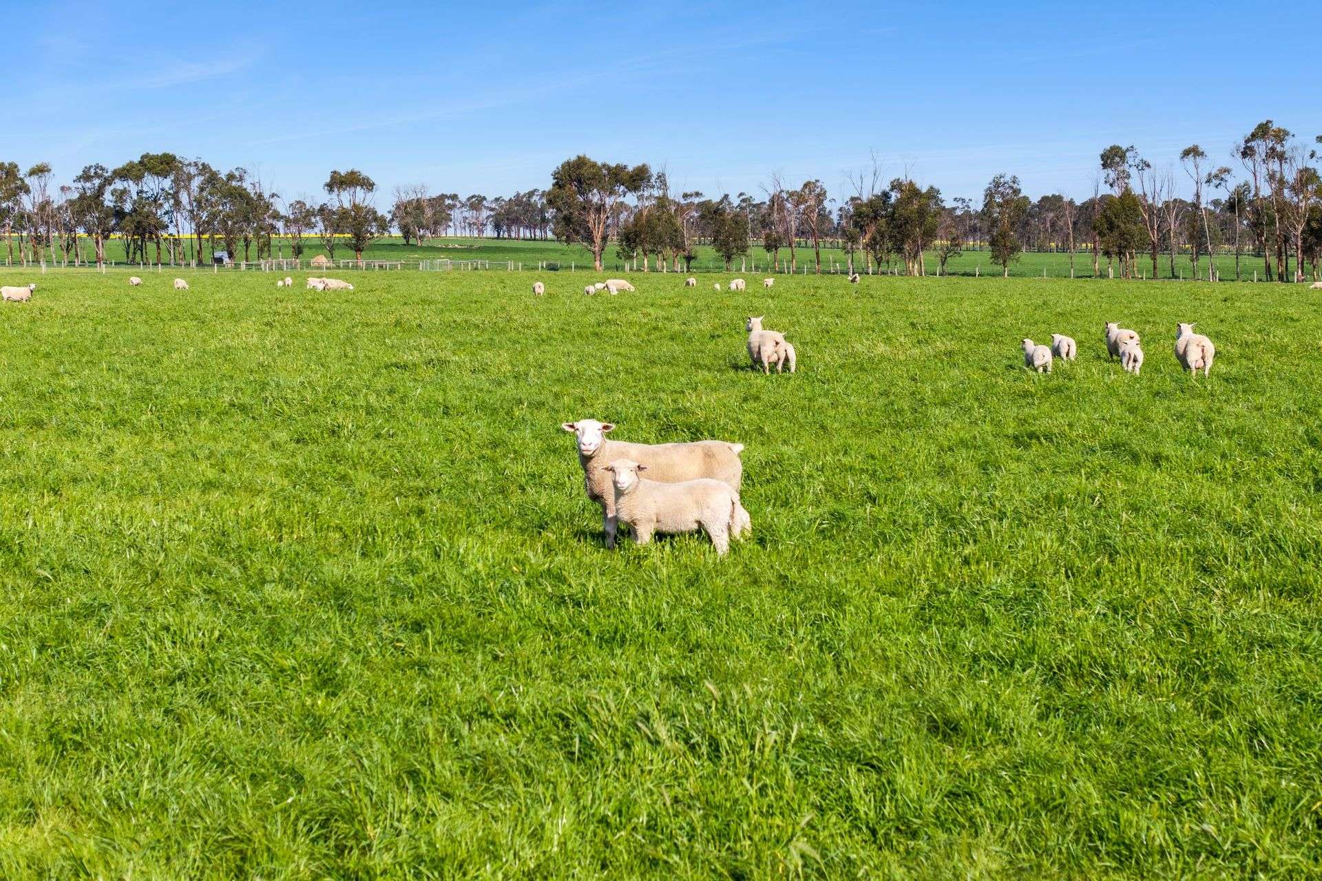 960 Inverleigh-Winchelsea Road, Inverleigh For Sale by Farmbuy.com - image 12