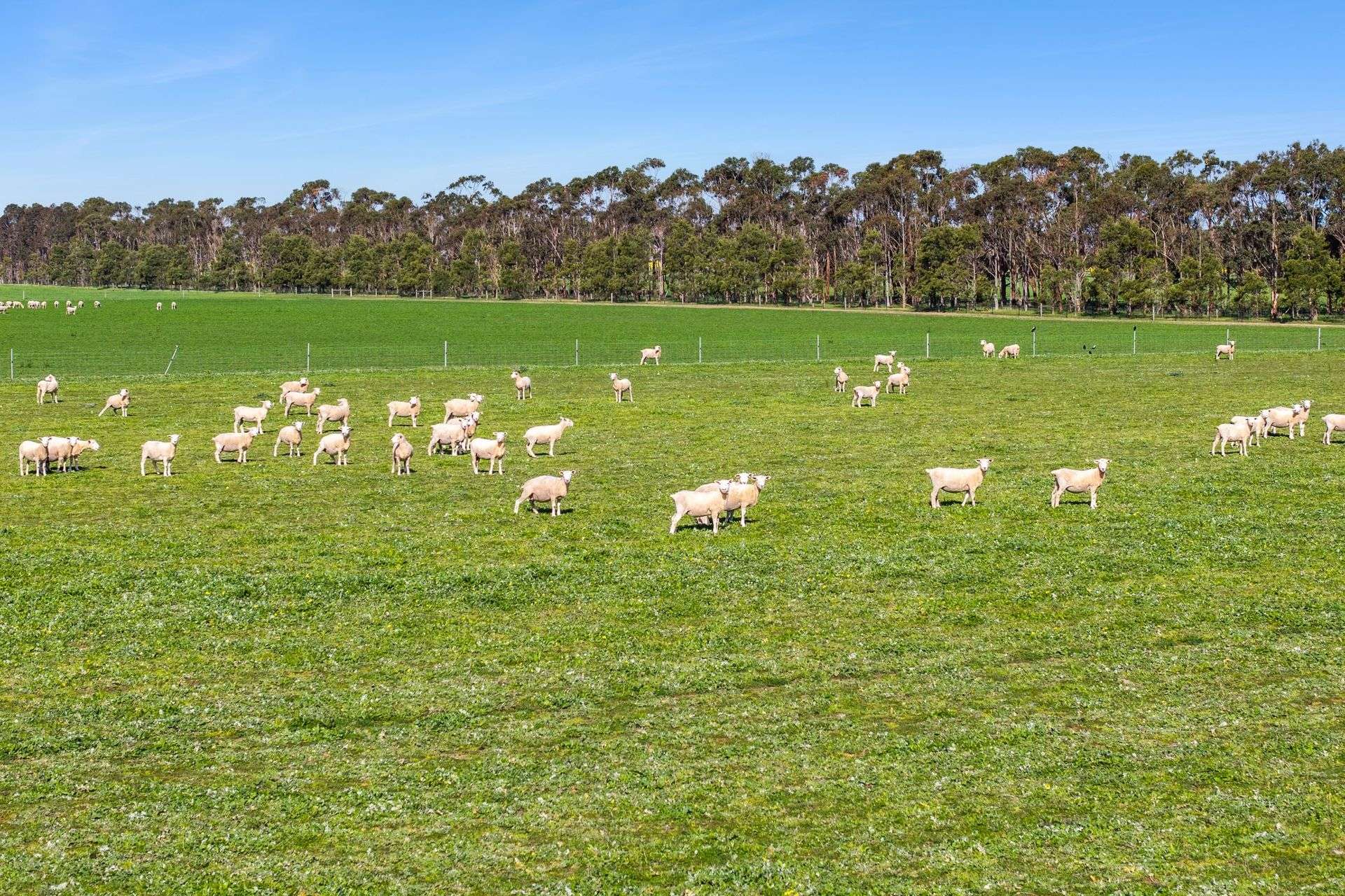 960 Inverleigh-Winchelsea Road, Inverleigh For Sale by Farmbuy.com - image 13