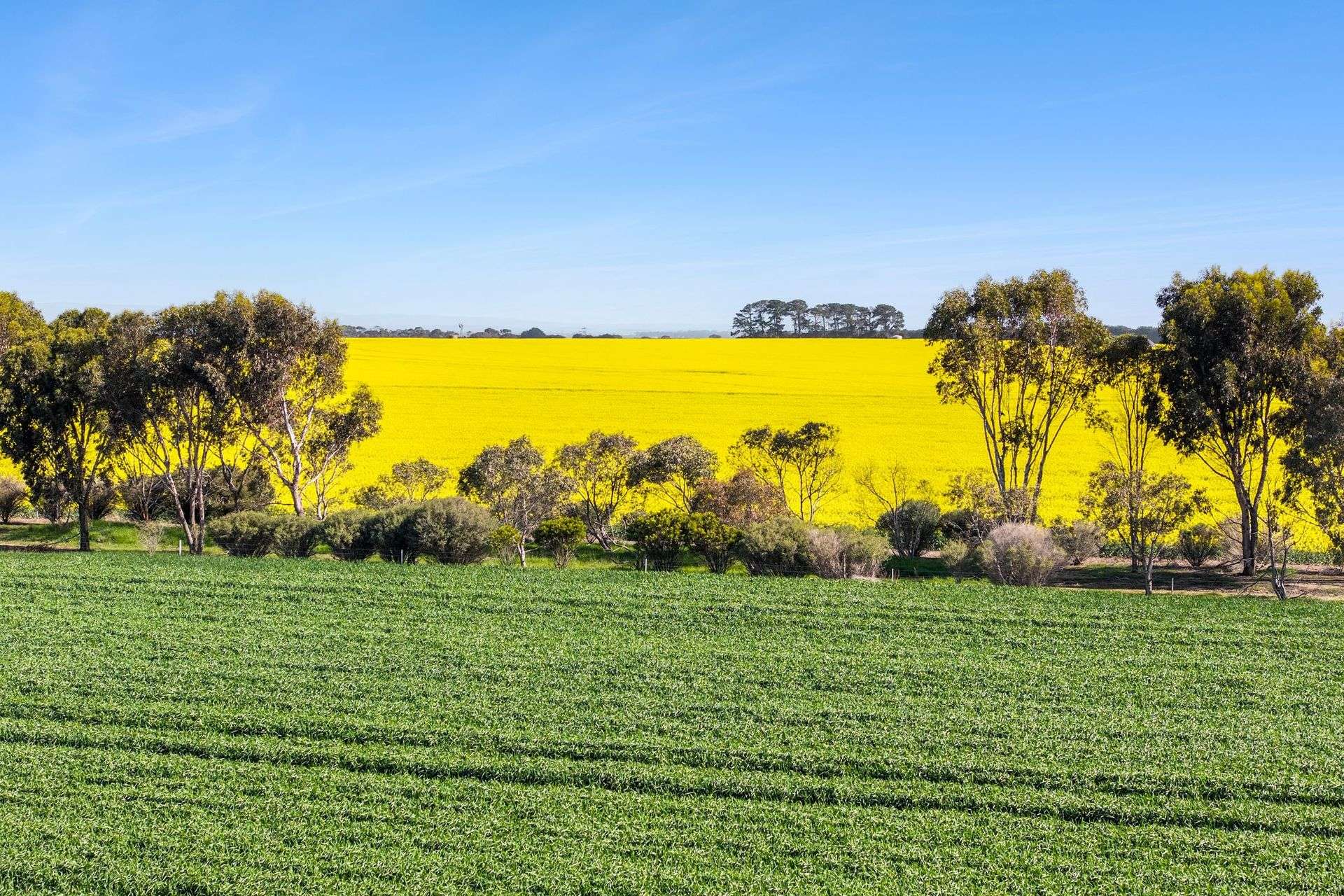 960 Inverleigh-Winchelsea Road, Inverleigh For Sale by Farmbuy.com - image 17