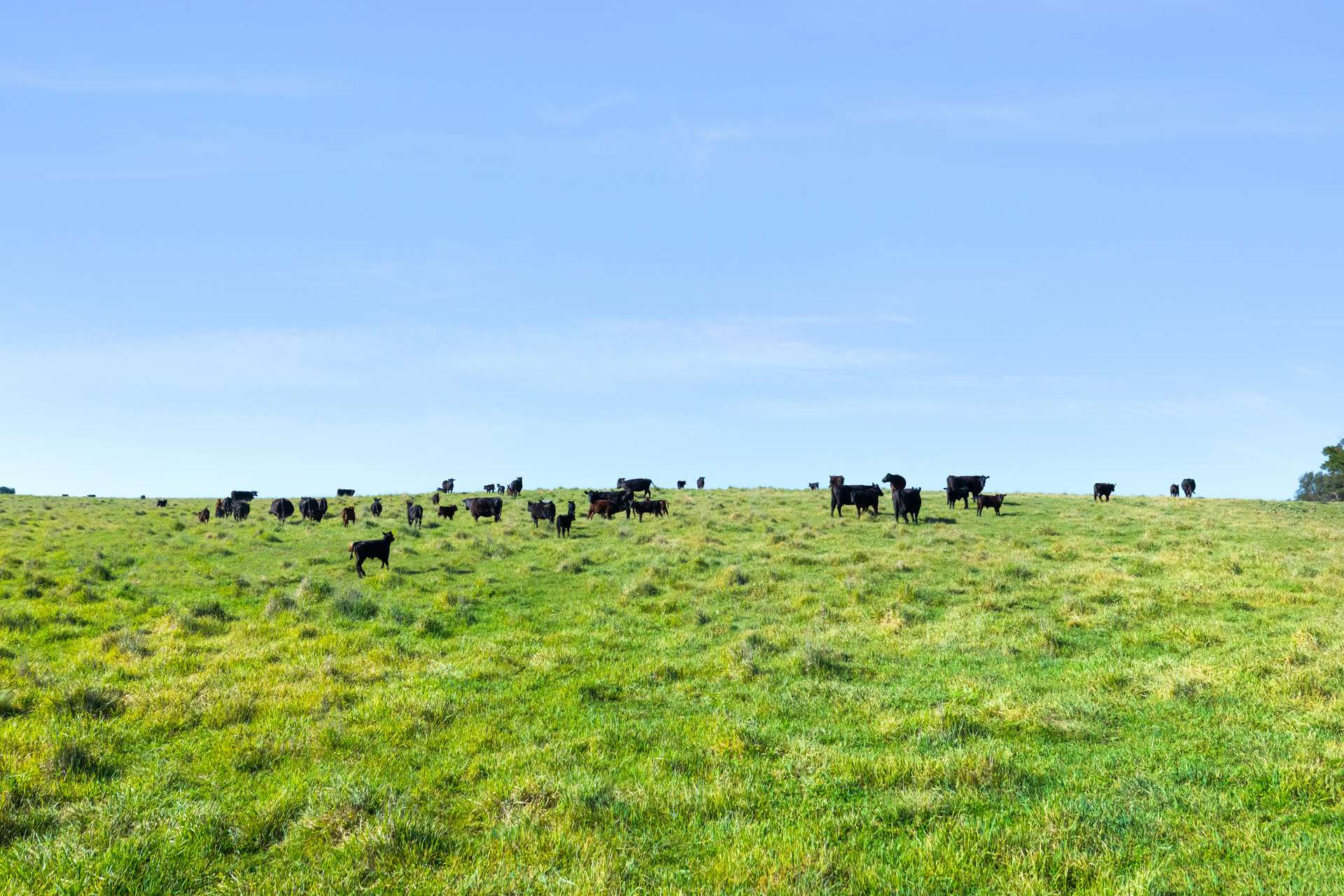 1994 Range Road, Goulburn For Sale by Farmbuy.com - image 10