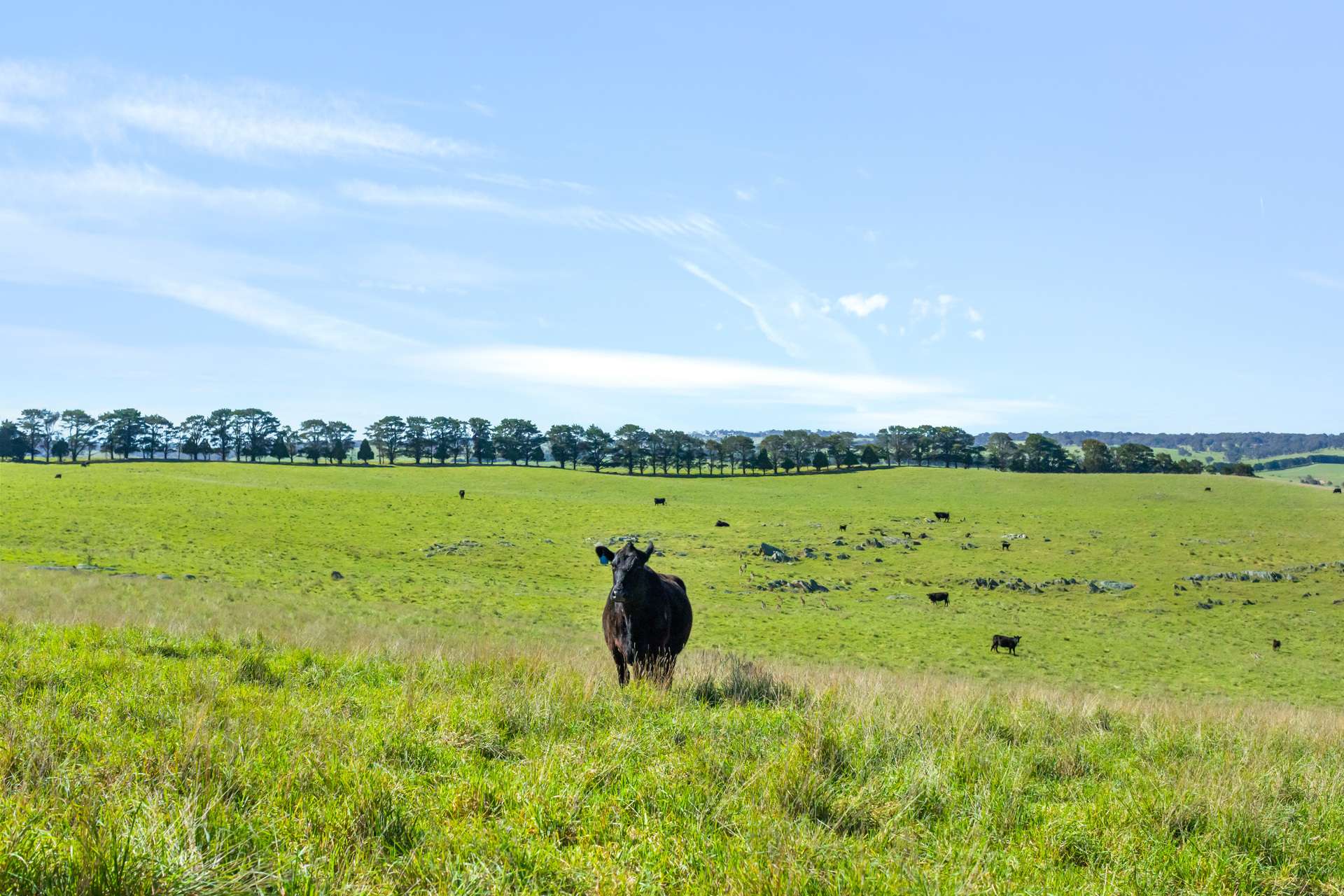 1994 Range Road, Goulburn For Sale by Farmbuy.com - image 3