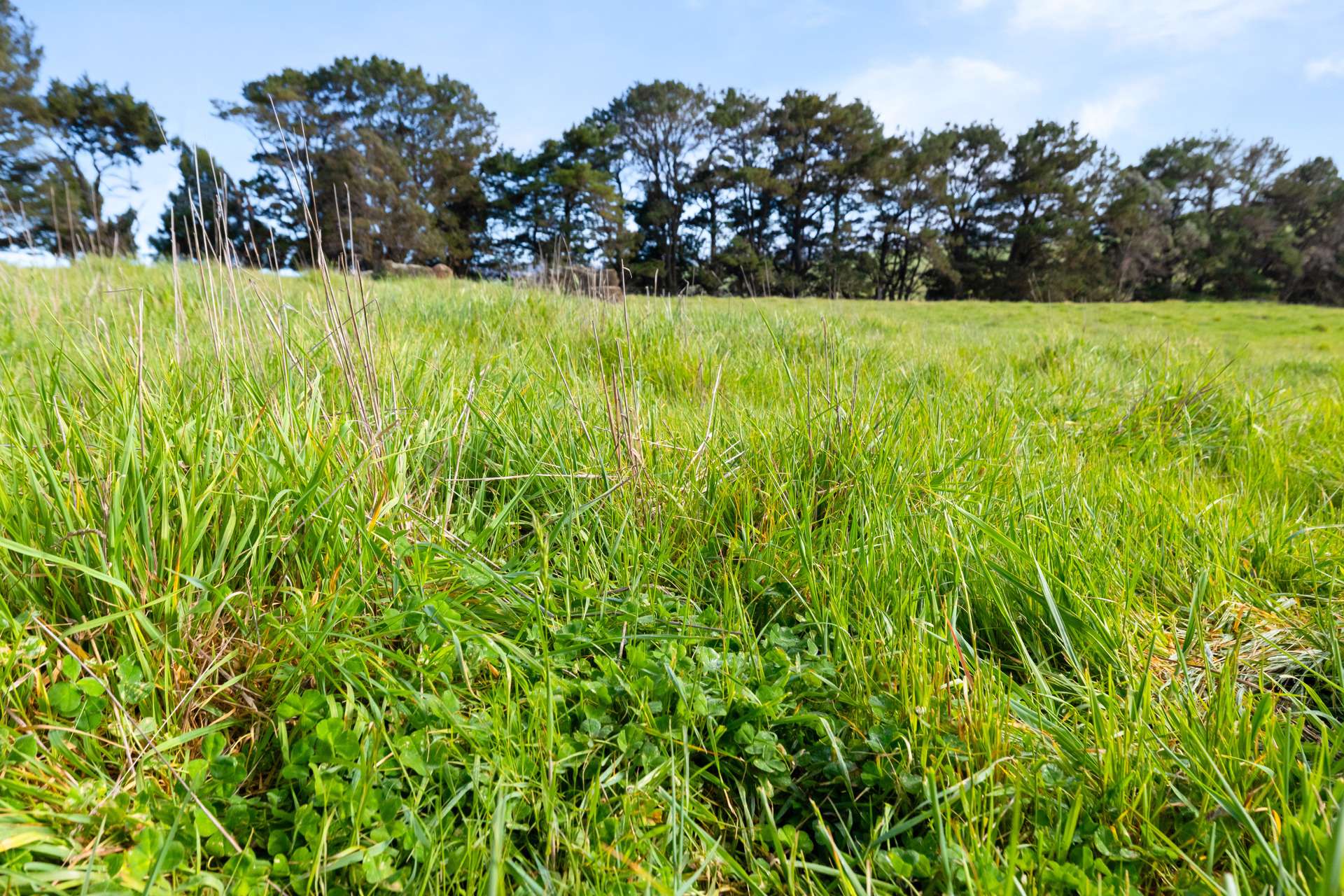 1994 Range Road, Goulburn For Sale by Farmbuy.com - image 9