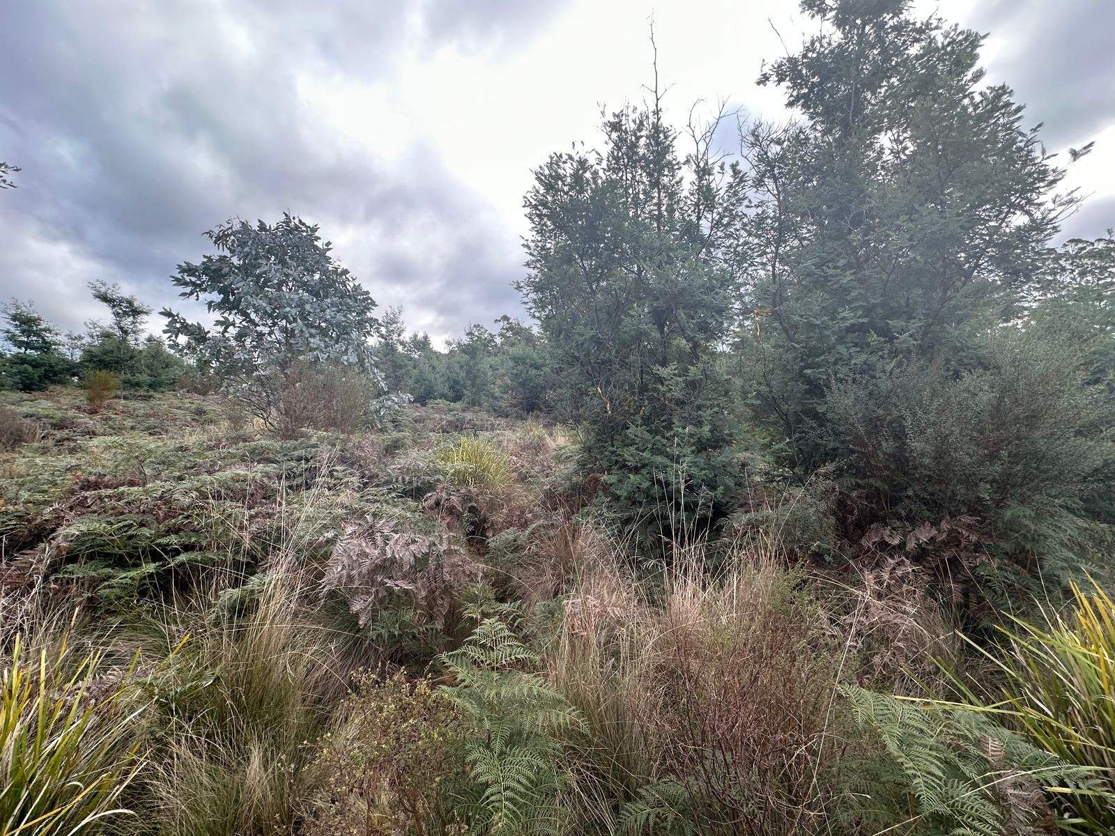 Lot 2 Wadleys Road, Reedy Marsh For Sale by Farmbuy.com - image 7