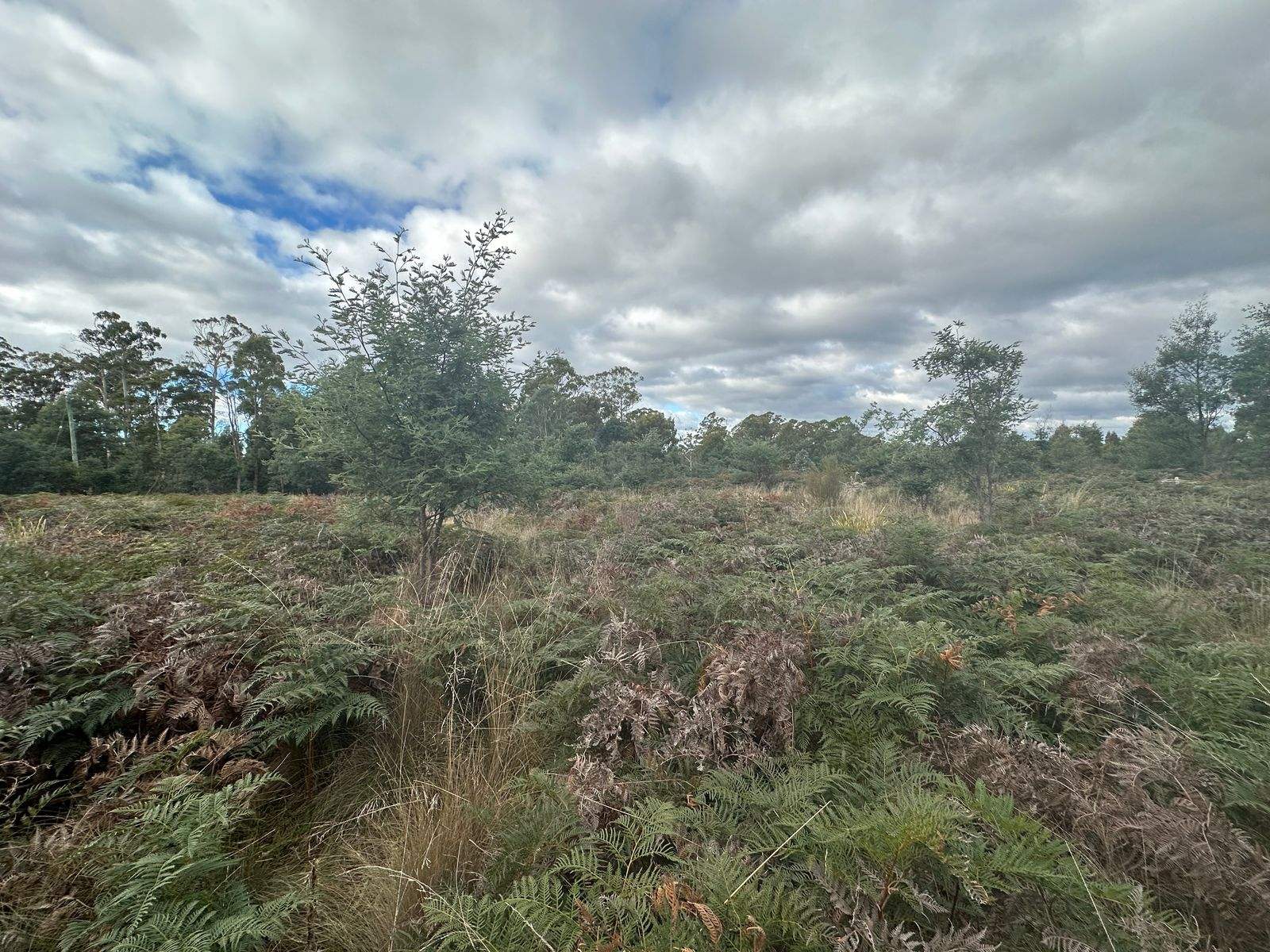 Lot 2 Wadleys Road, Reedy Marsh For Sale by Farmbuy.com - image 2