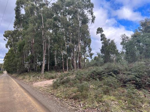 Lot 2 Wadleys Road, Reedy Marsh TAS 7304