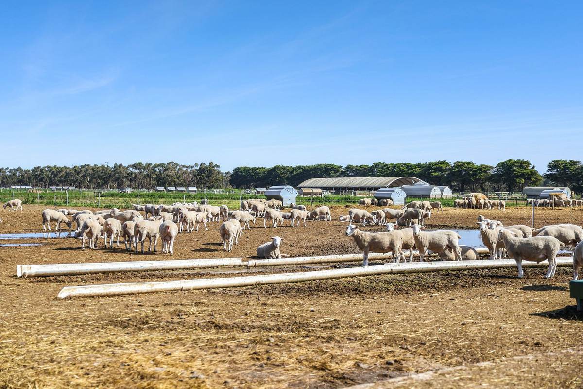 960 Inverleigh-Winchelsea Road, Inverleigh For Sale by Farmbuy.com - image 11