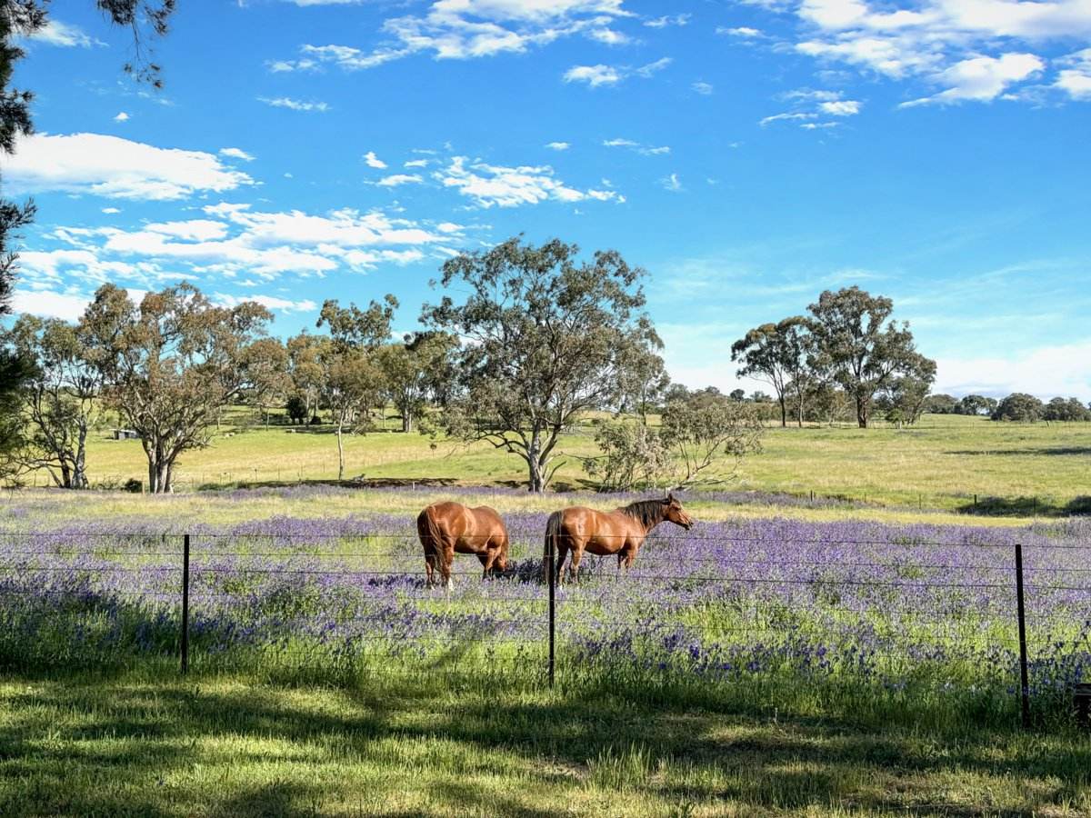 111 Forbes Lane, Young For Sale by Farmbuy.com - image 16