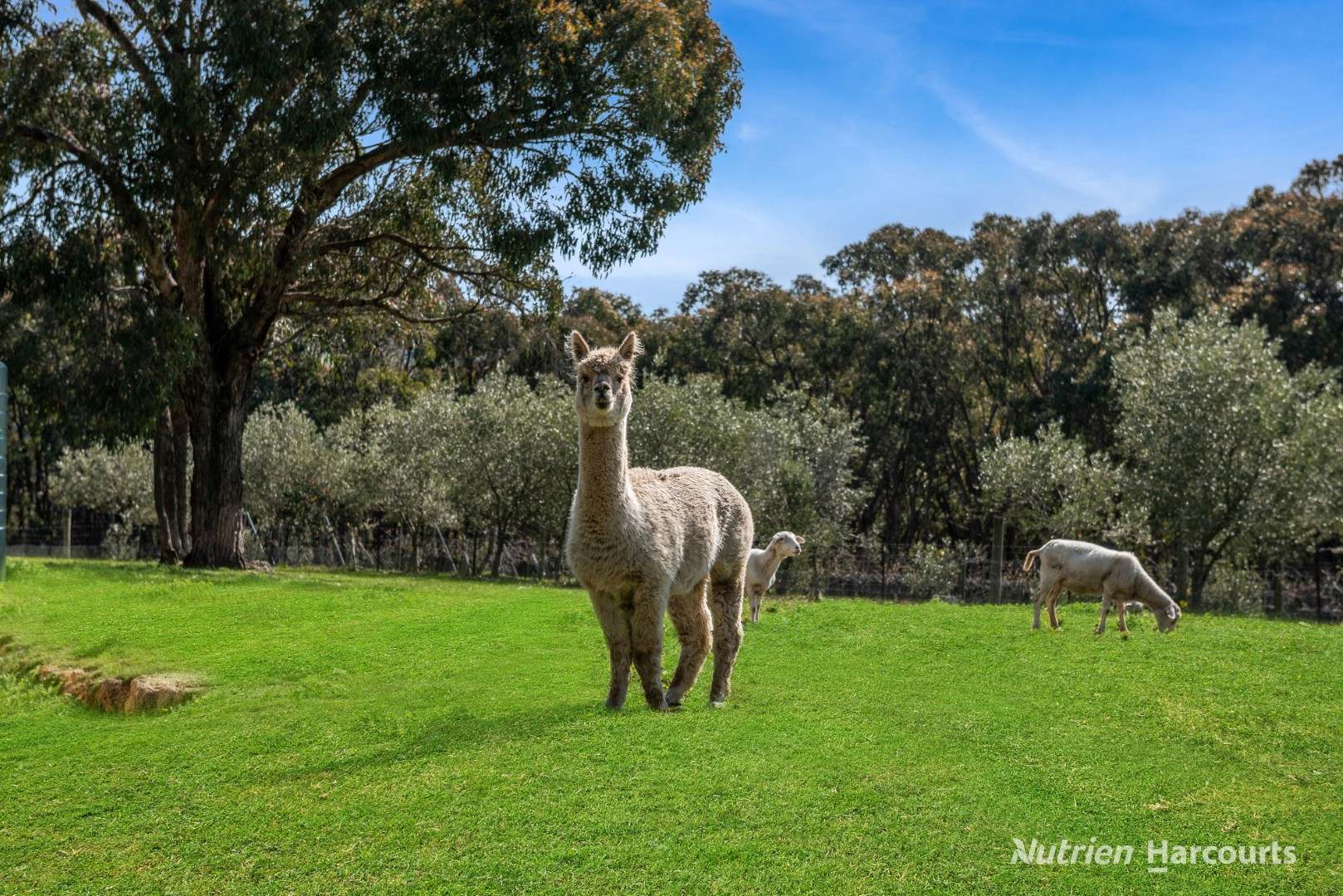 140 Split Staff Gully Road, Willowmavin For Sale by Farmbuy.com - image 7