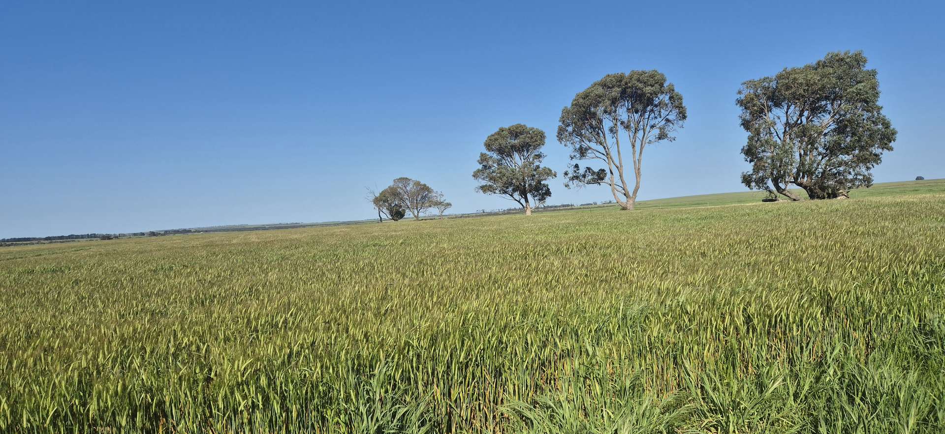 Ratio Downs, Degrussa Road, Gibson For Sale by Farmbuy.com - image 2