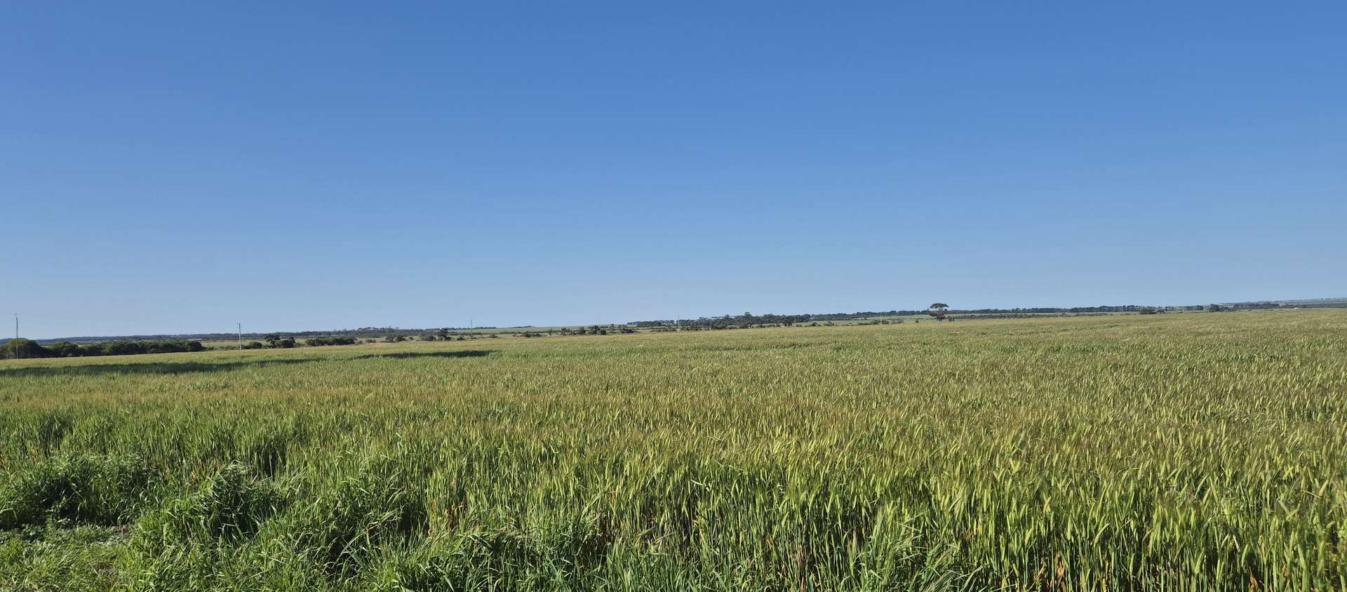 Ratio Downs, Degrussa Road, Gibson For Sale by Farmbuy.com - image 3
