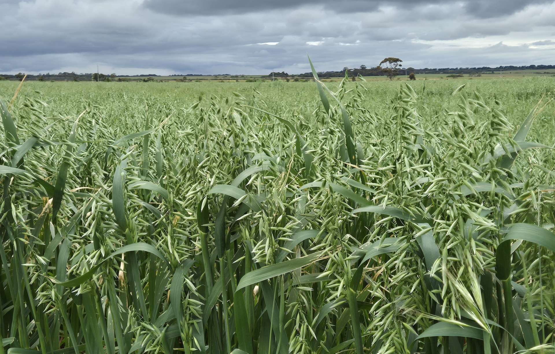 Ratio Downs, Degrussa Road, Gibson For Sale by Farmbuy.com - image 4