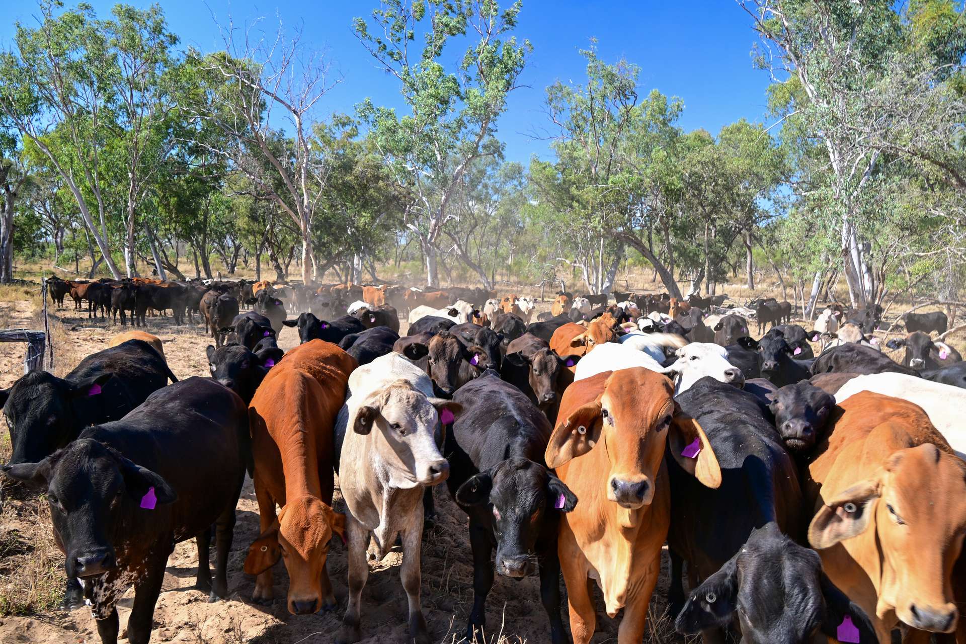 'East Top' Bygana Laglan Road, Clermont Tender by Farmbuy.com - image 16