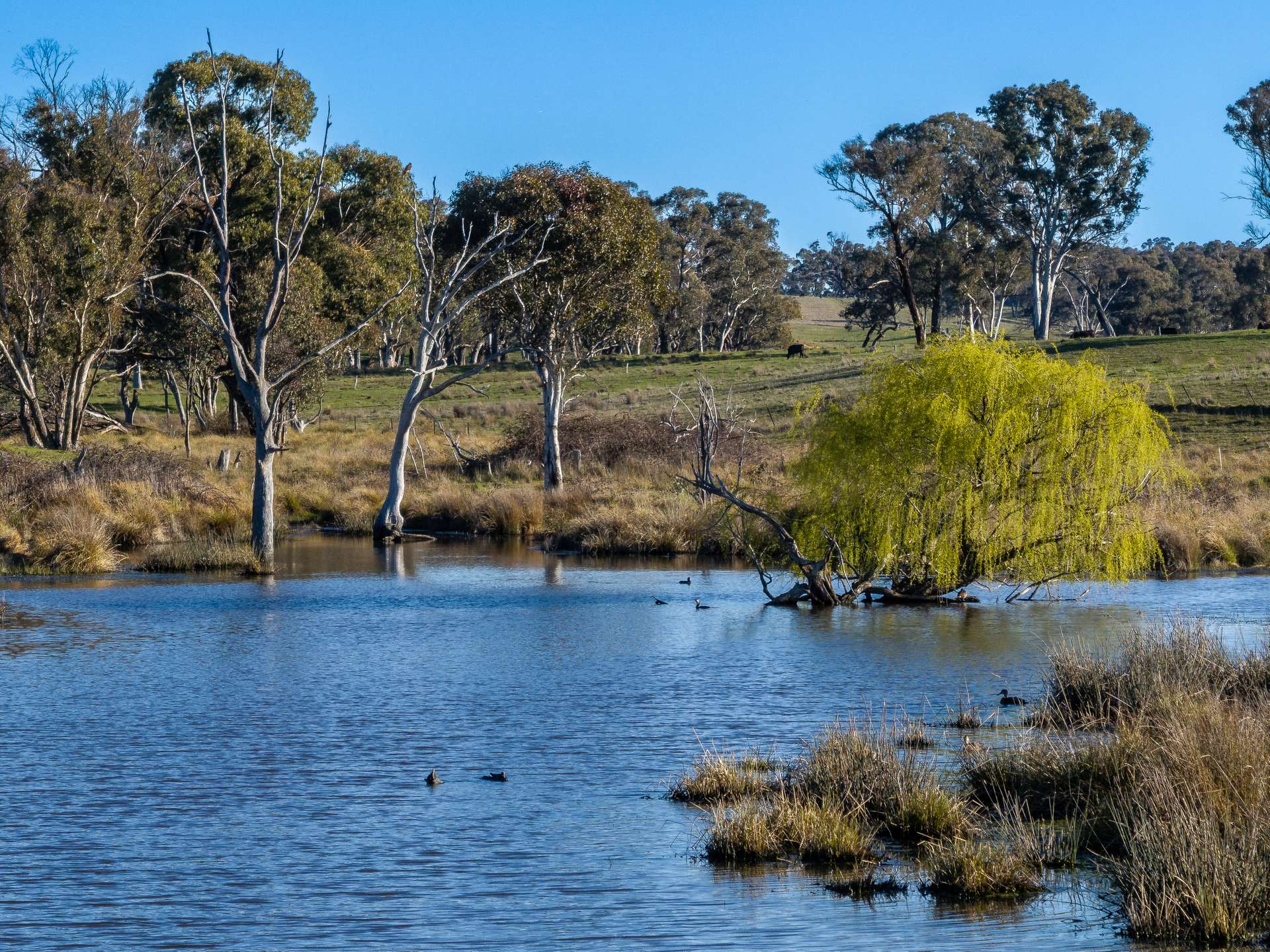 2097 Mitchell Highway, Vittoria Auction by Farmbuy.com - image 7