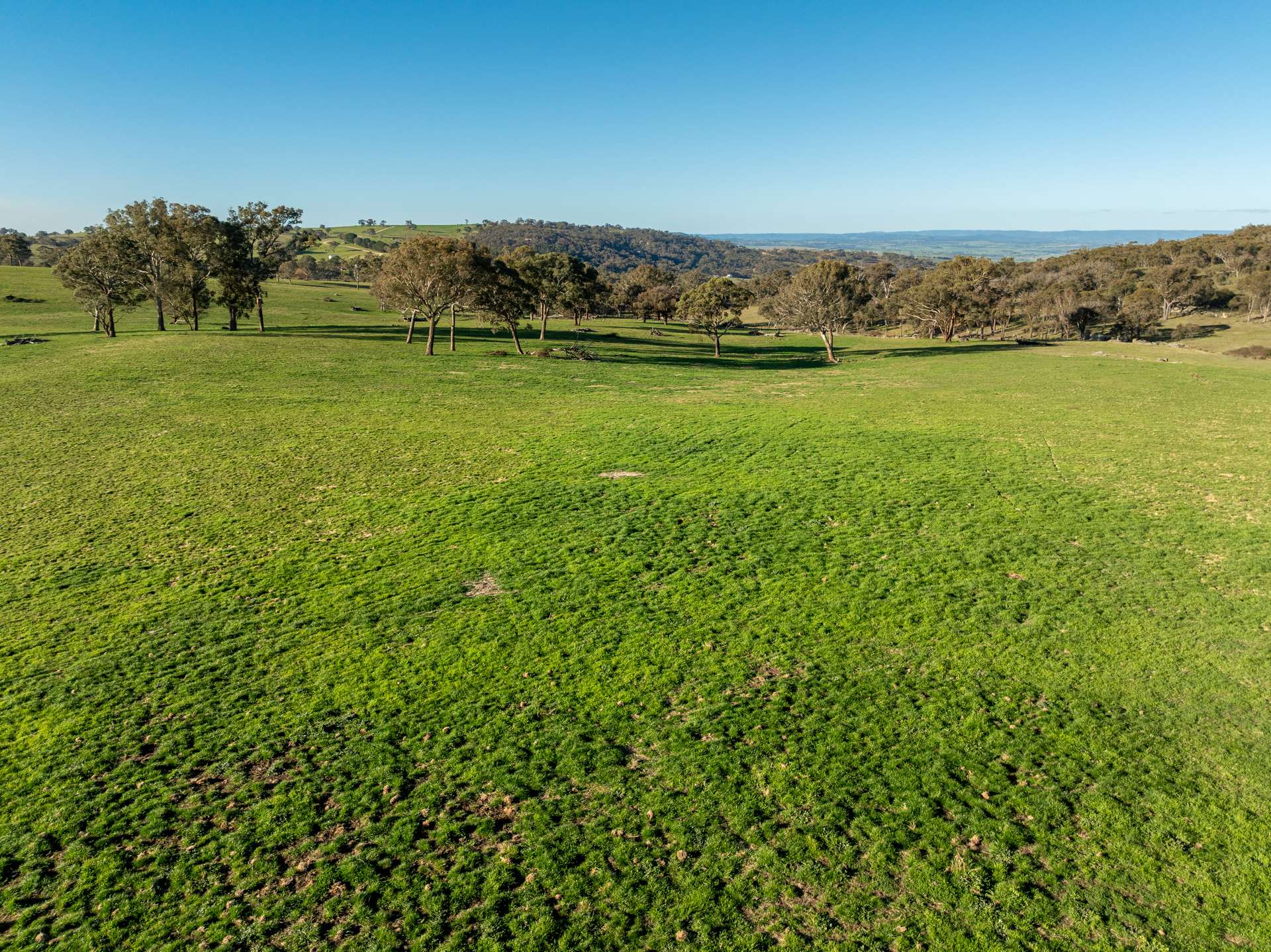 2097 Mitchell Highway, Vittoria Auction by Farmbuy.com - image 4