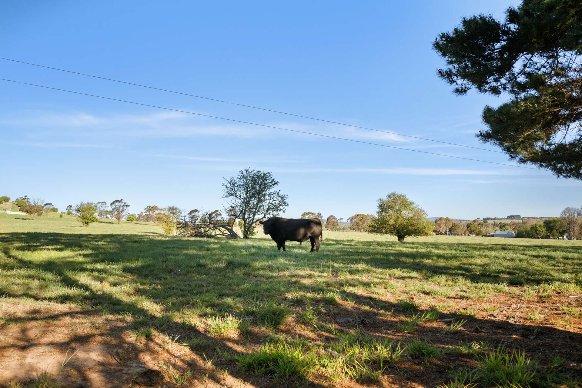 228 Wallace Street, Braidwood For Sale by Farmbuy.com - image 13
