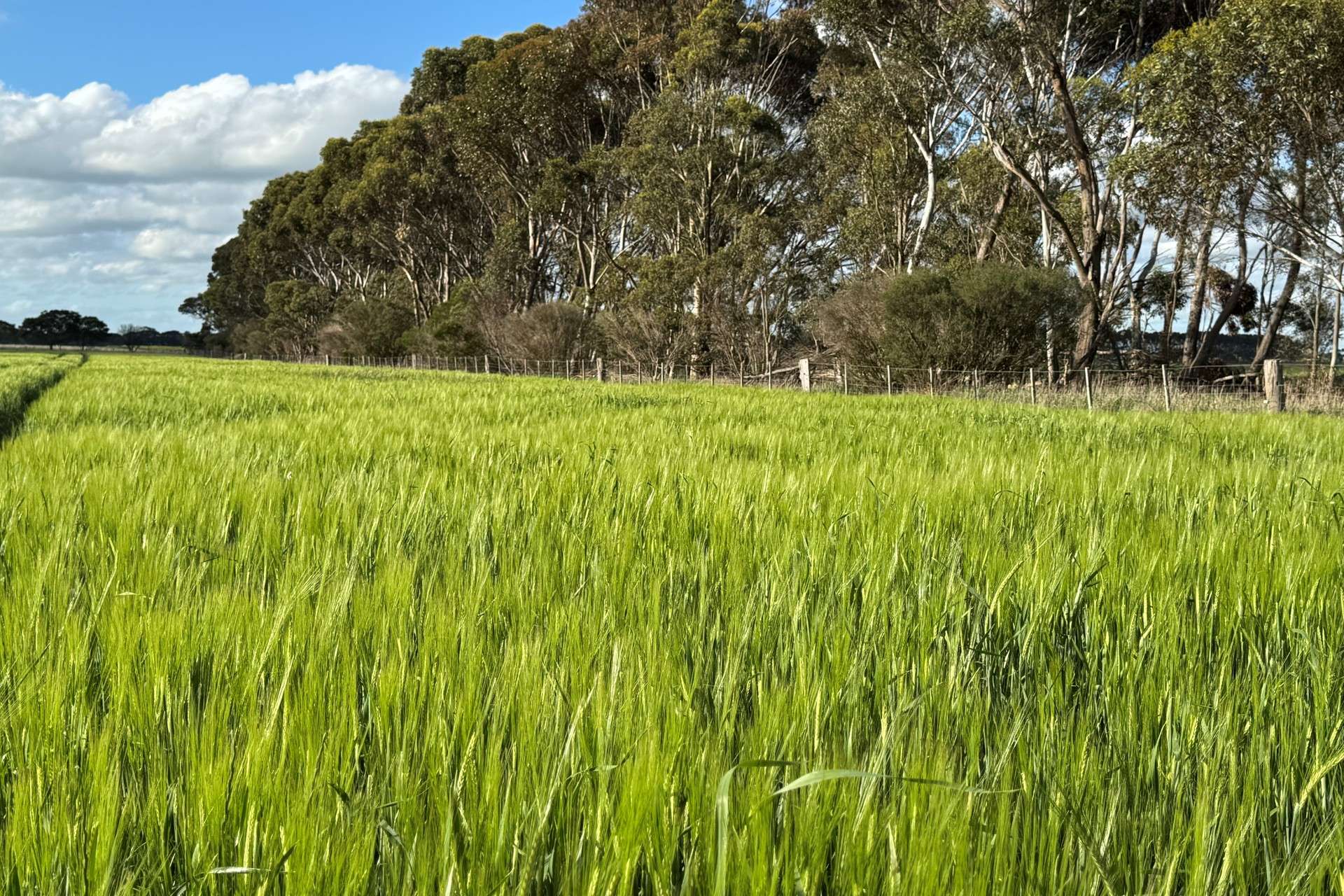 433 South Road, Mortlake For Sale by Farmbuy.com - image 18