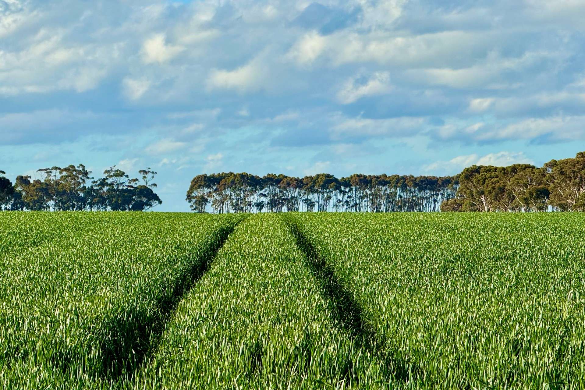 433 South Road, Mortlake For Sale by Farmbuy.com - image 2