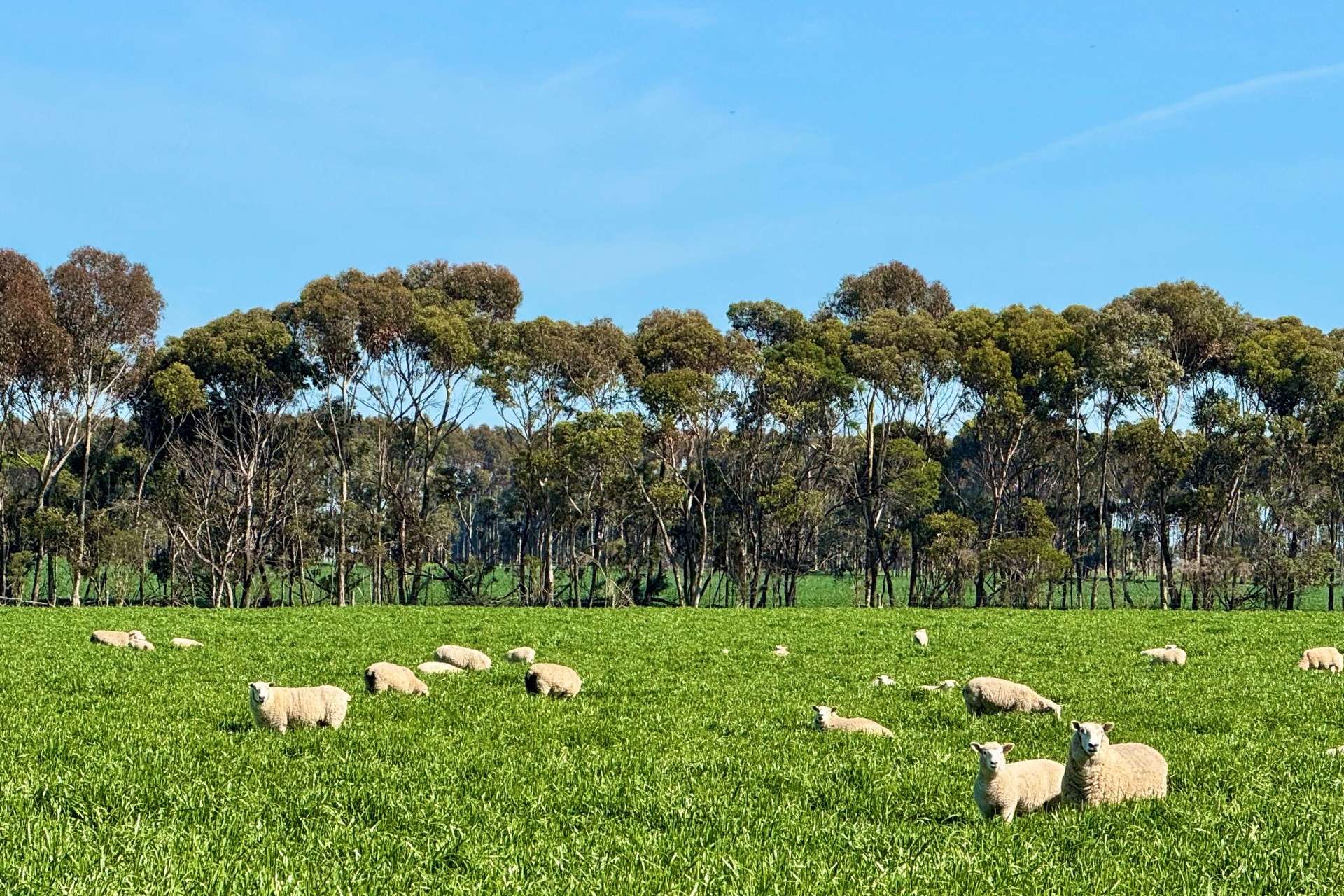 433 South Road, Mortlake For Sale by Farmbuy.com - image 1