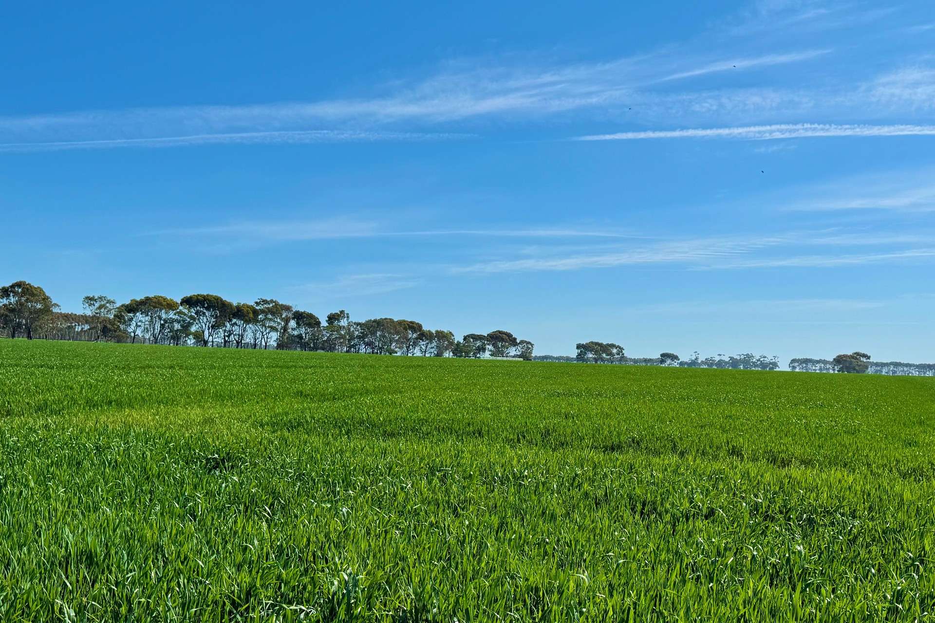 433 South Road, Mortlake For Sale by Farmbuy.com - image 3