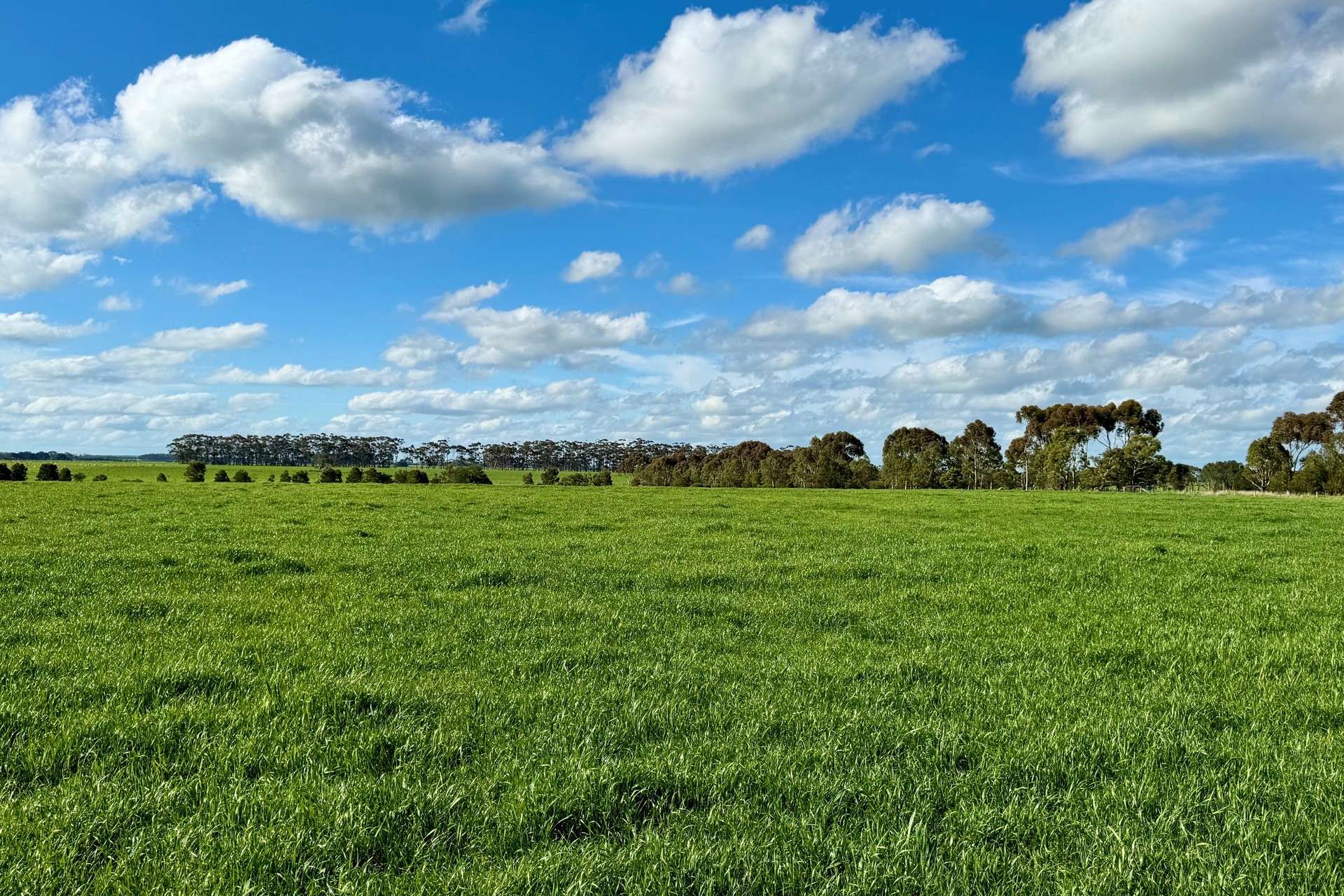 433 South Road, Mortlake For Sale by Farmbuy.com - image 11