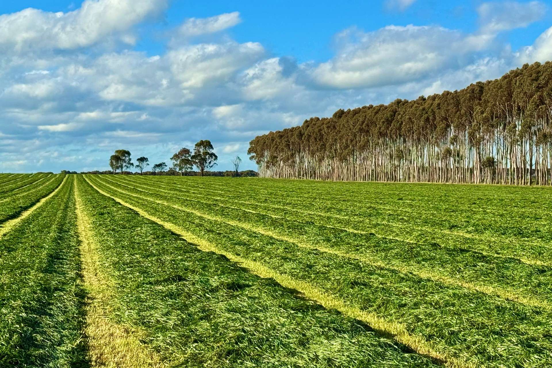 433 South Road, Mortlake For Sale by Farmbuy.com - image 19