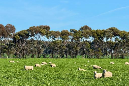 Farm For Sale - VIC - Mortlake - 3272 - Versatile Cropping and Grazing Property 