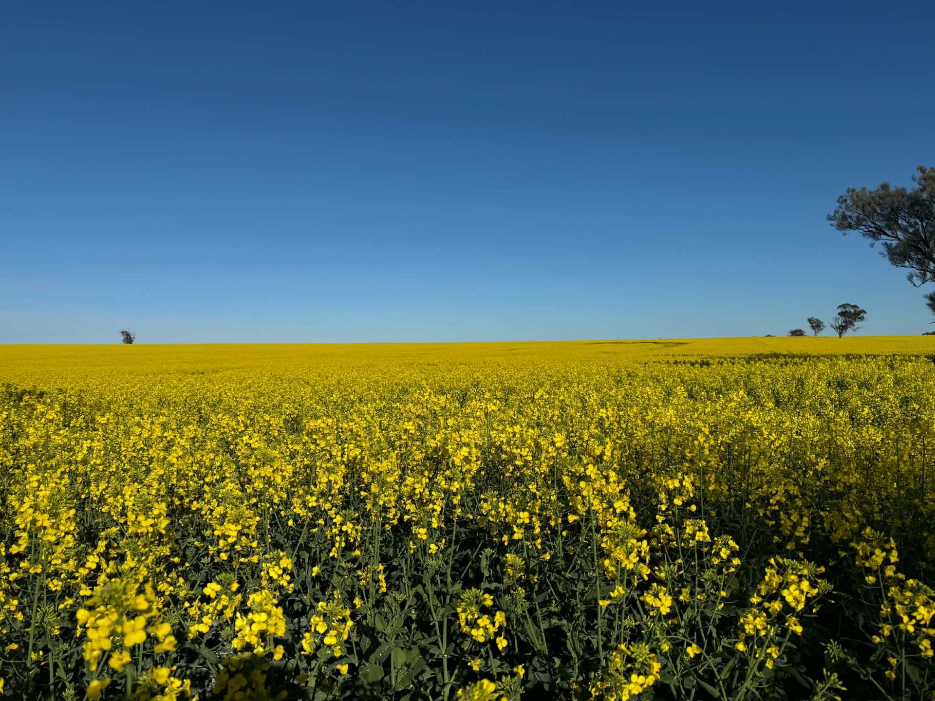 0 The Avenue Road, Kaniva For Sale by Farmbuy.com - image 1